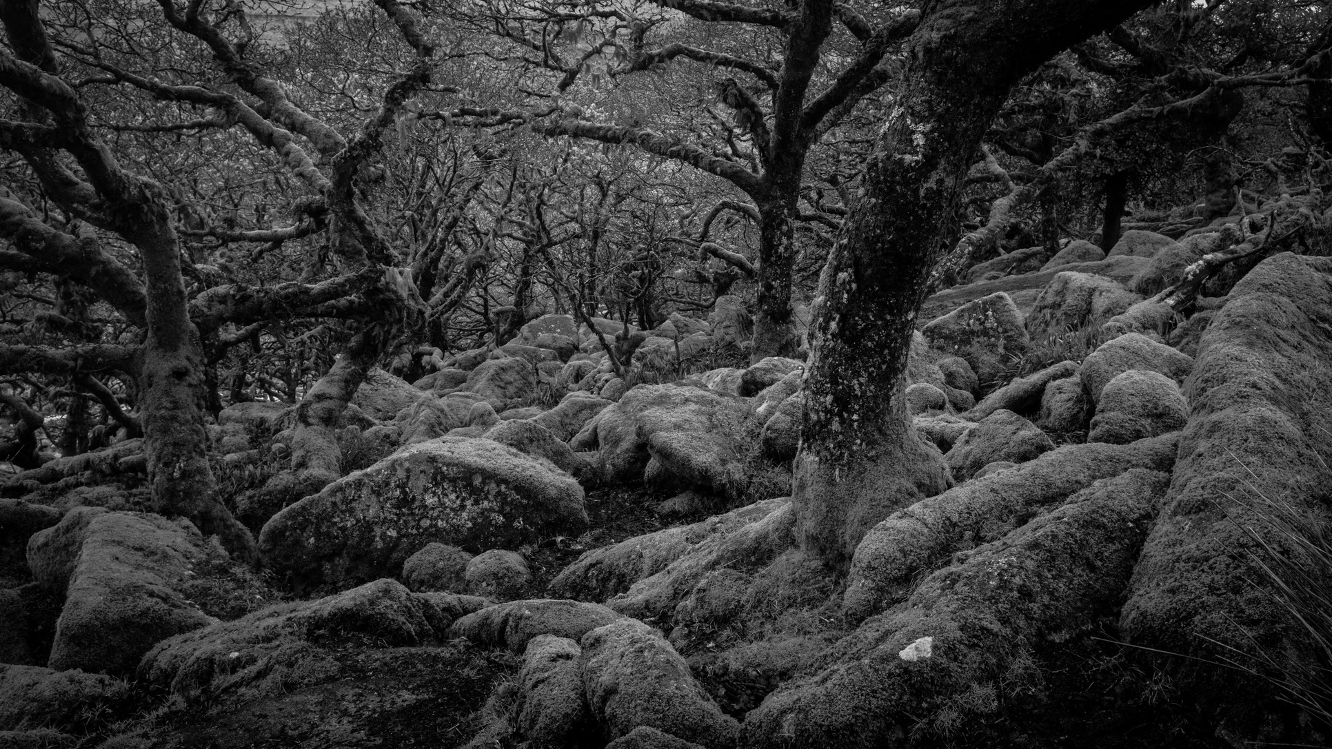 Wistman's Wood