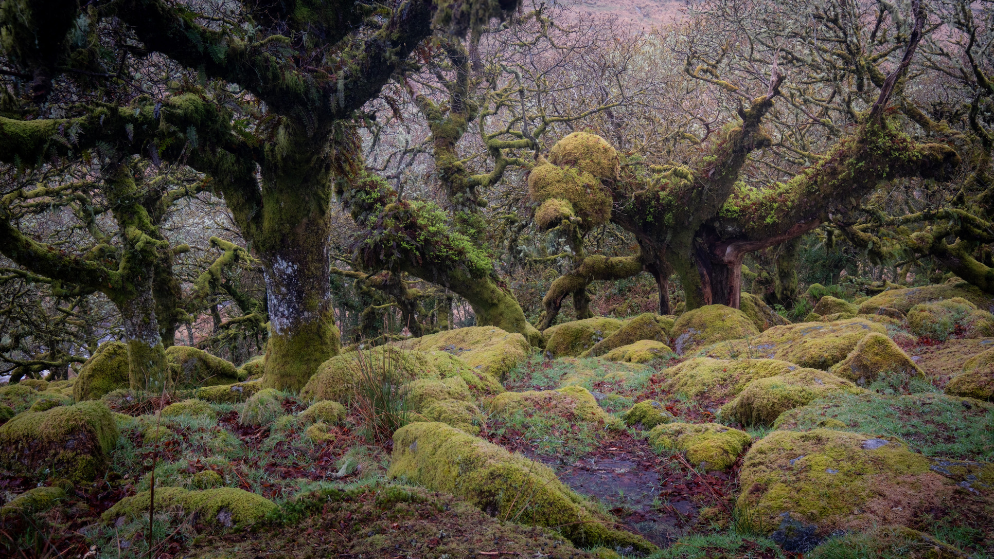 Wistman's Wood