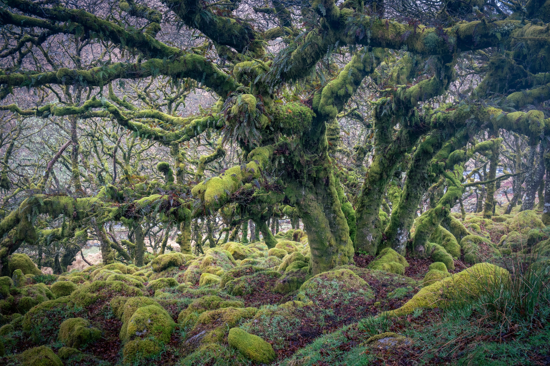 Wistman's Wood