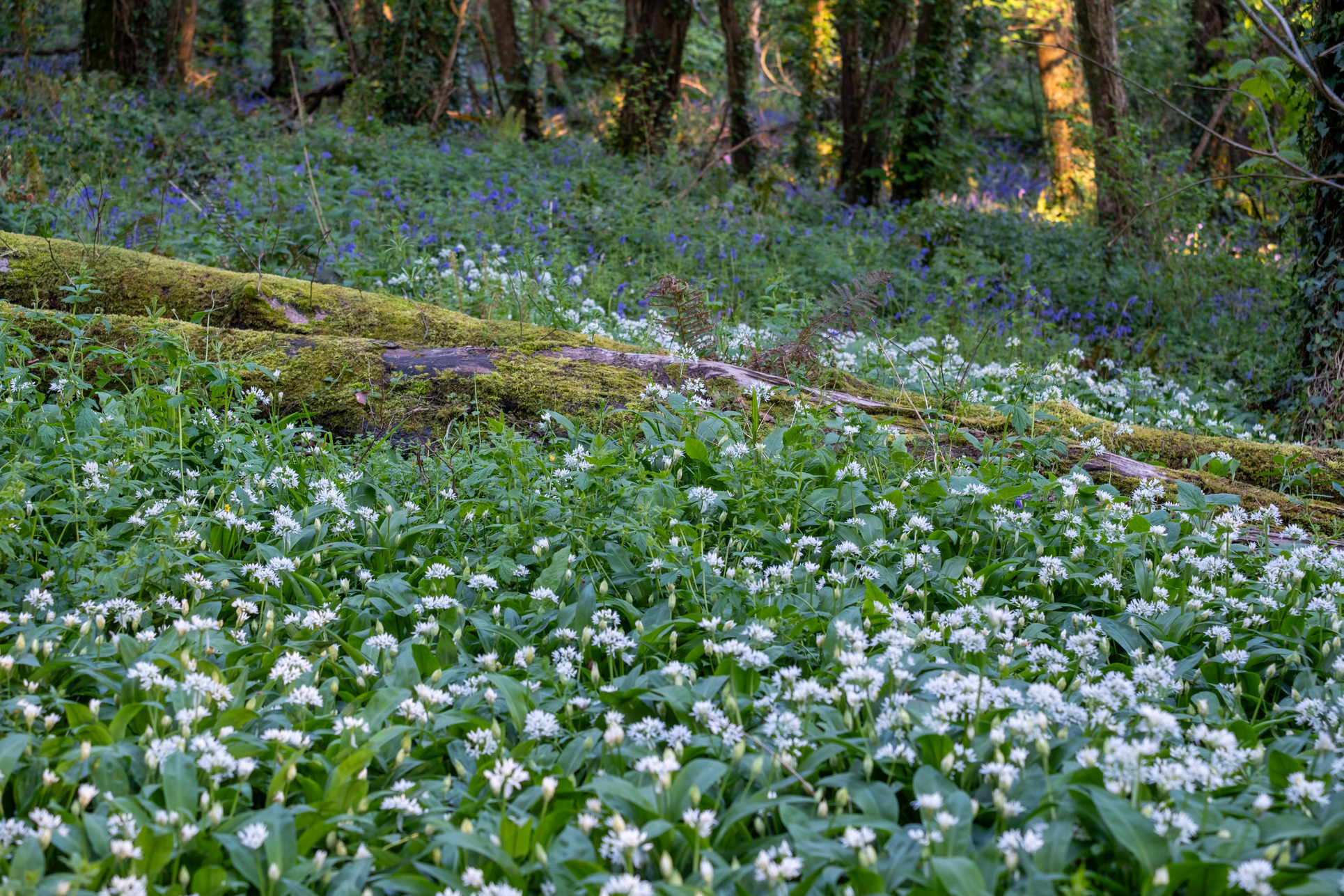 Hardwick Wood