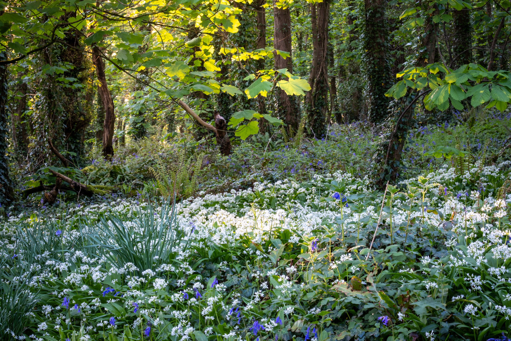 Hardwick Wood