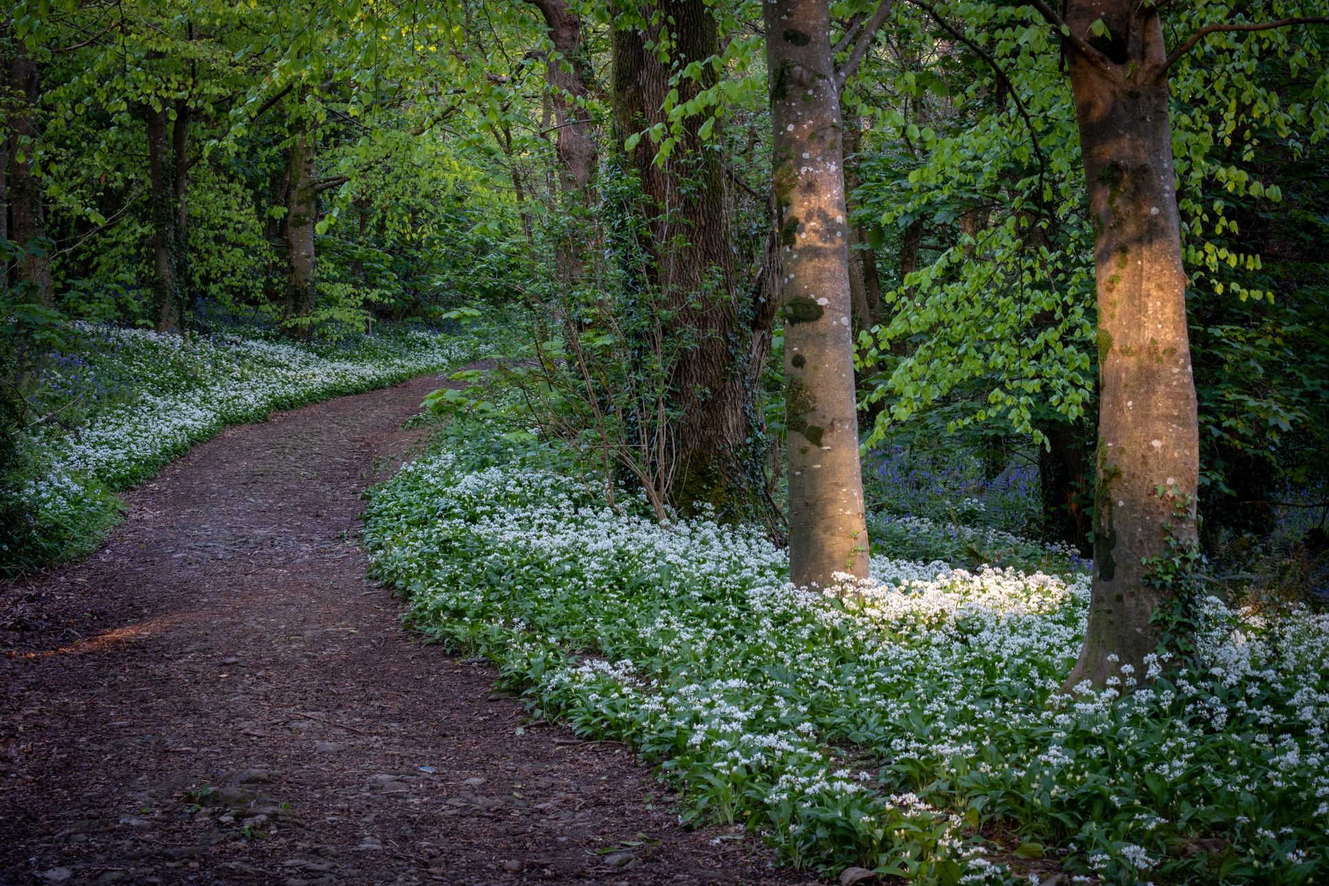 Hardwick Wood
