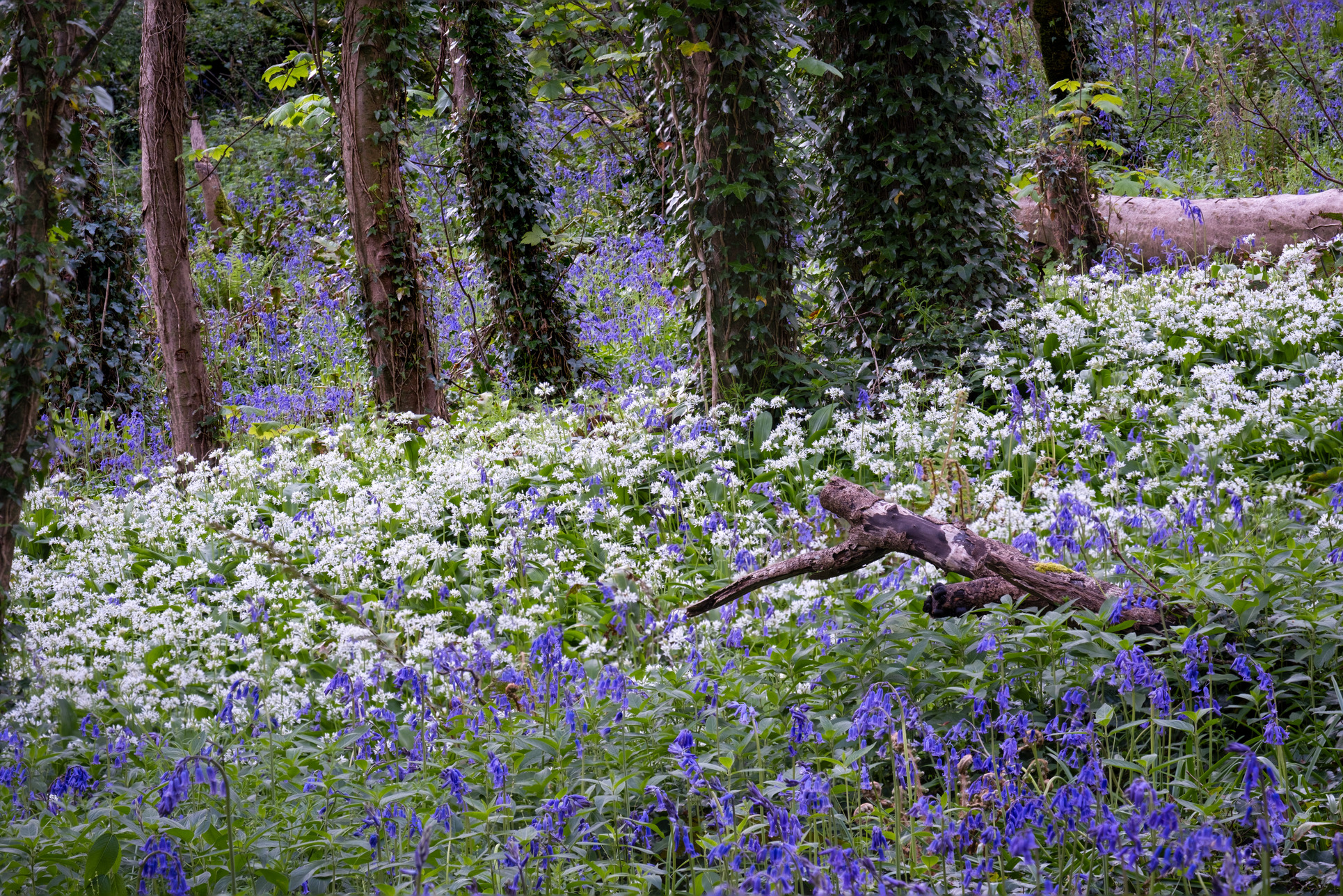 Hardwick Wood