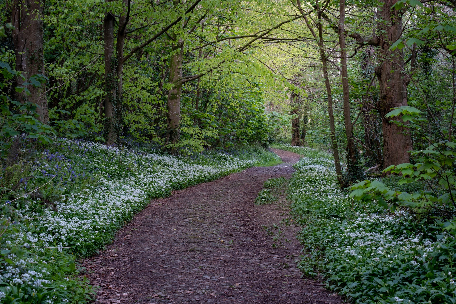 Hardwick Wood