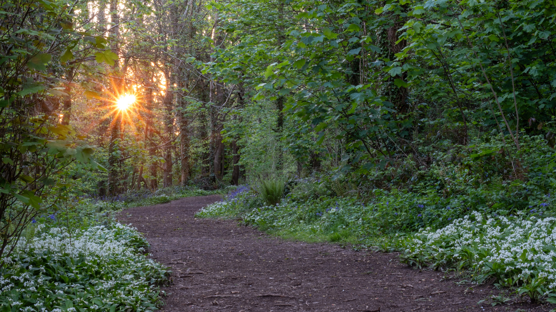 Hardwick Wood