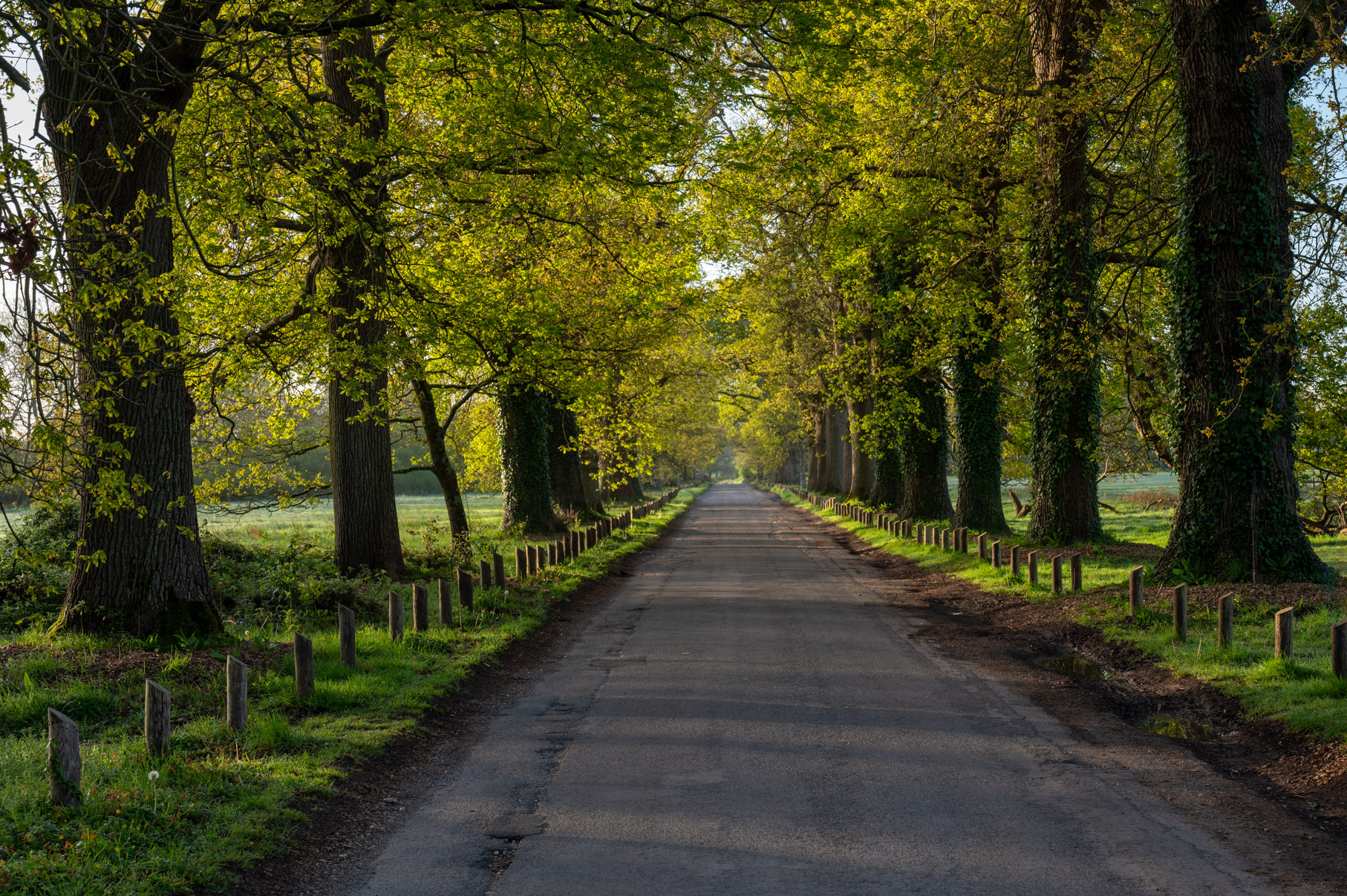 Dorset