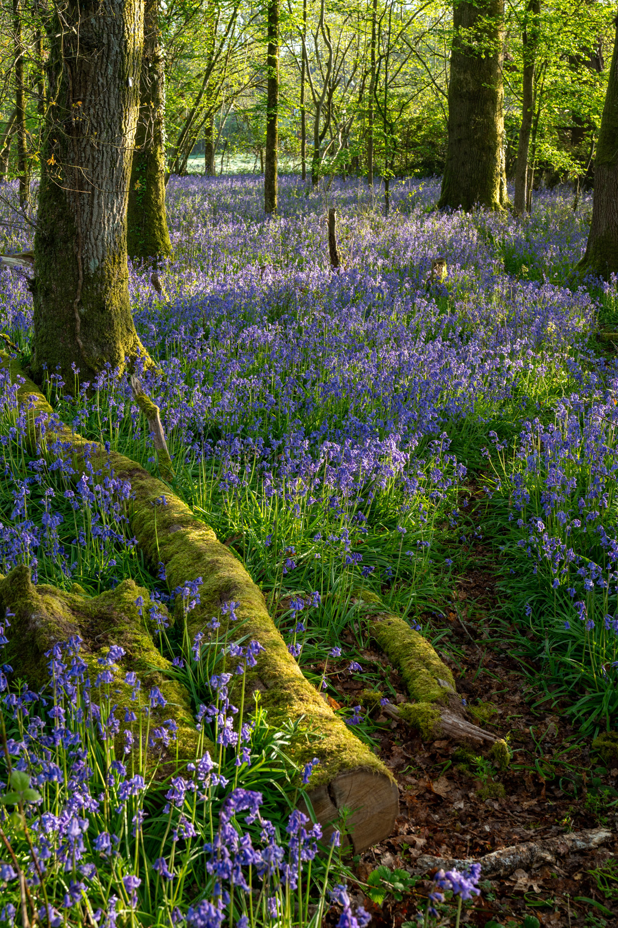 Dorset