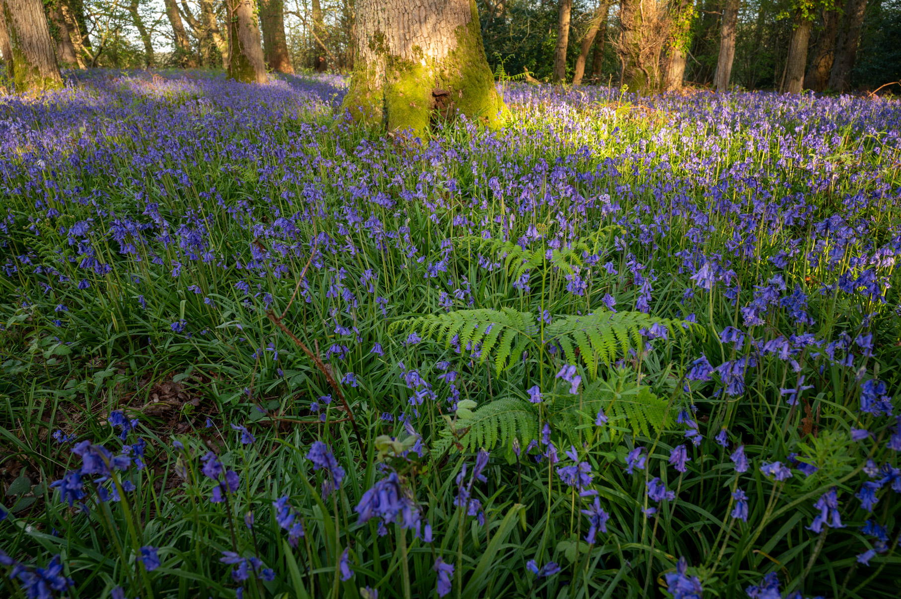 Dorset