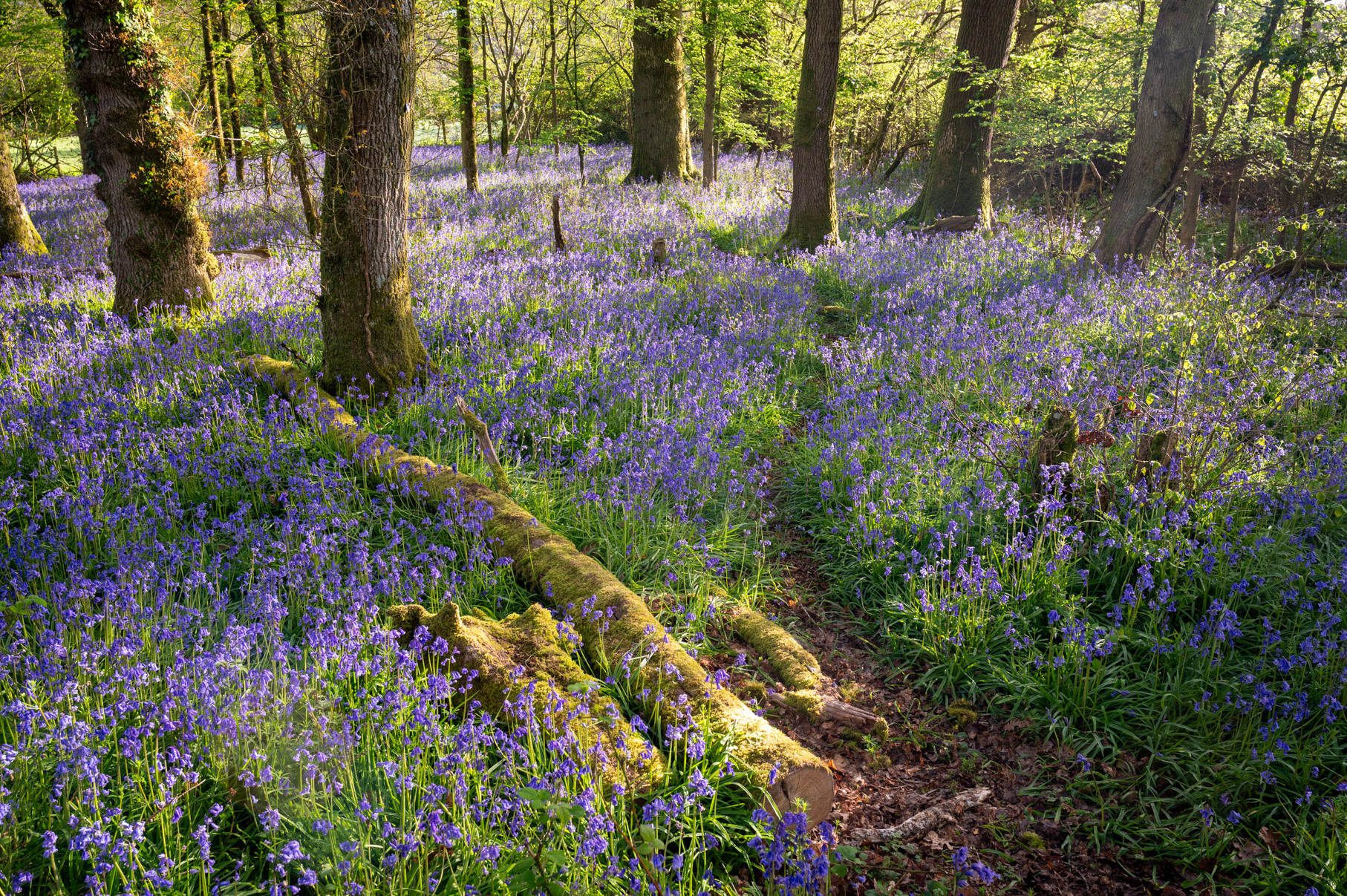 Dorset
