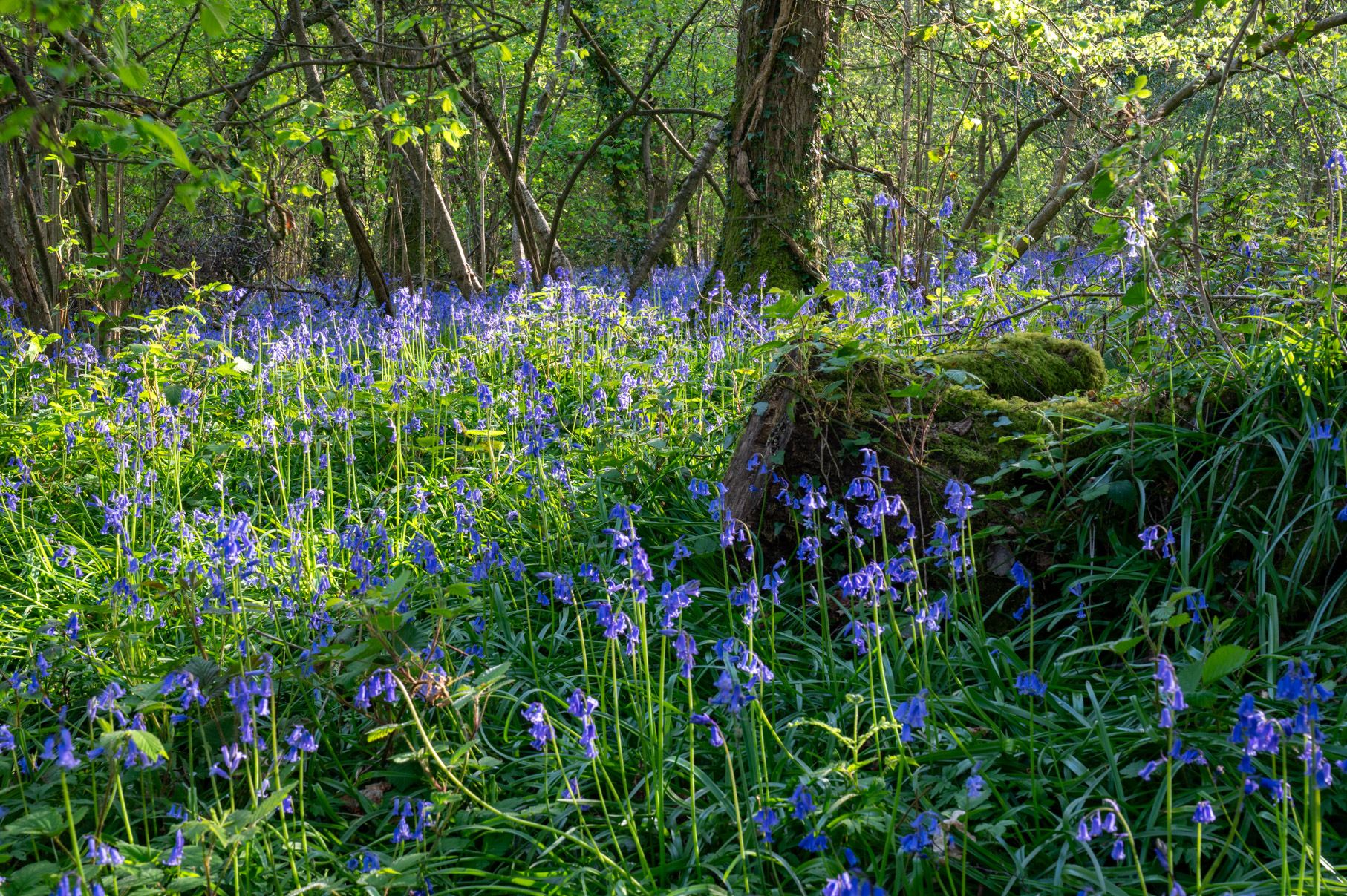 Dorset