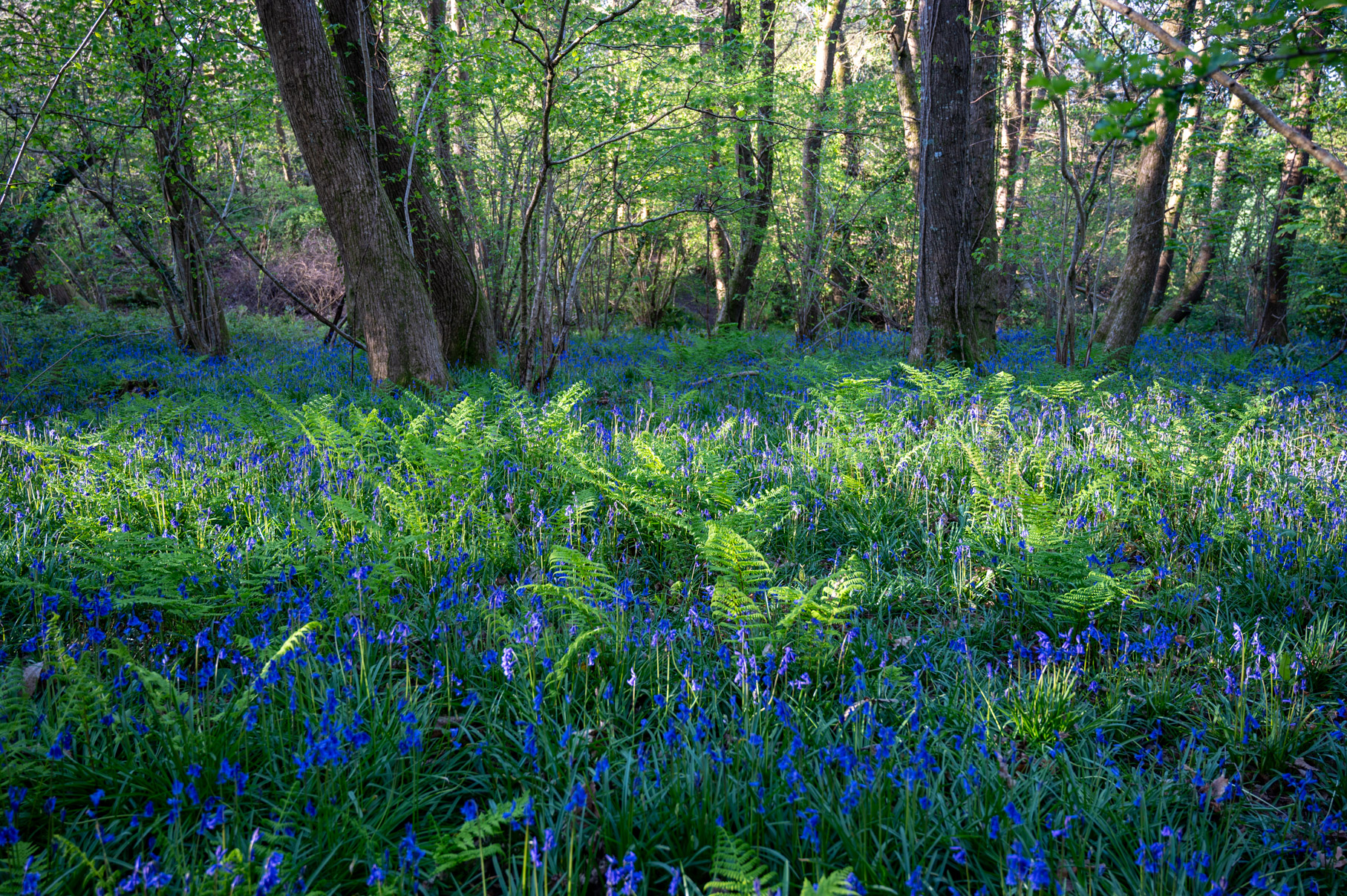 Dorset