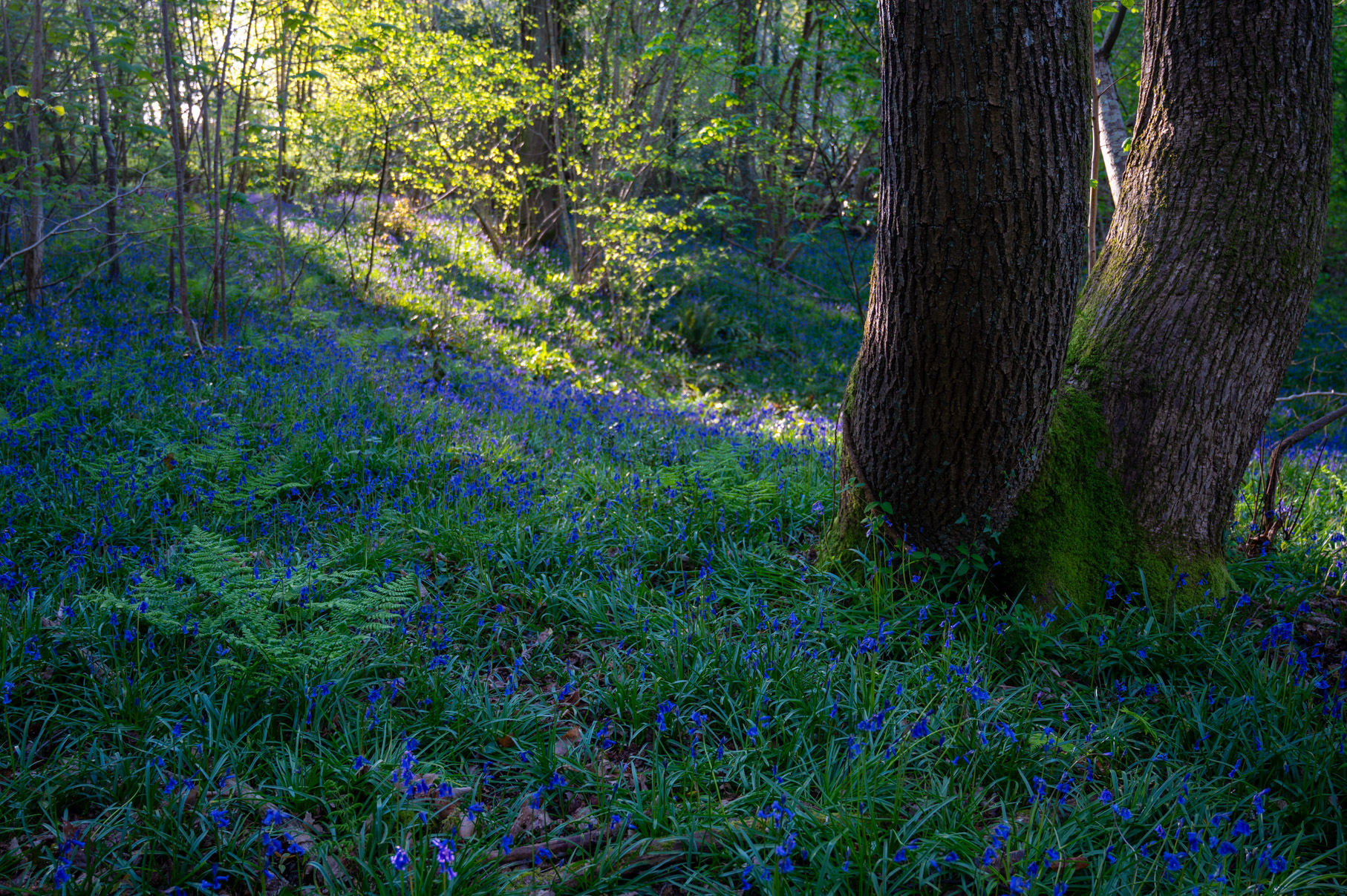 Dorset