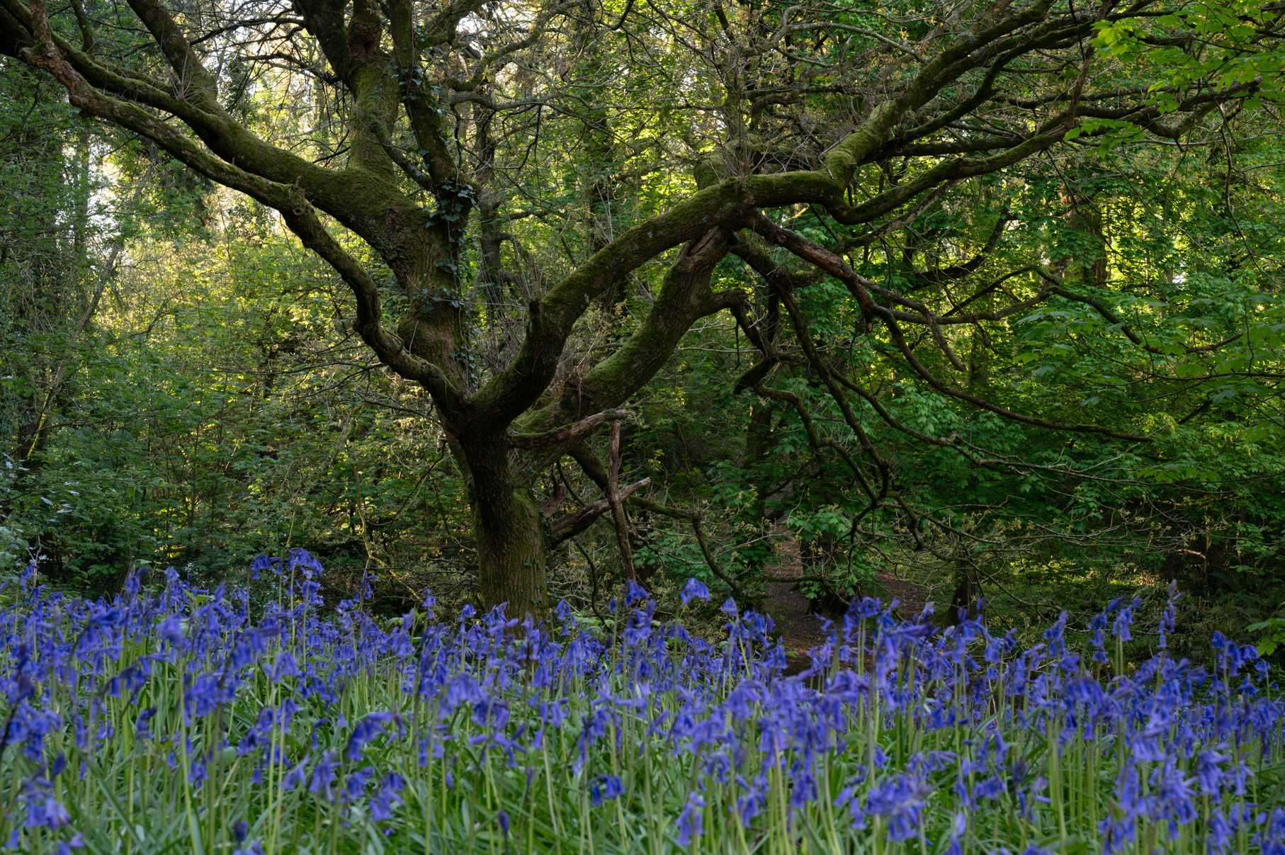 Dorset