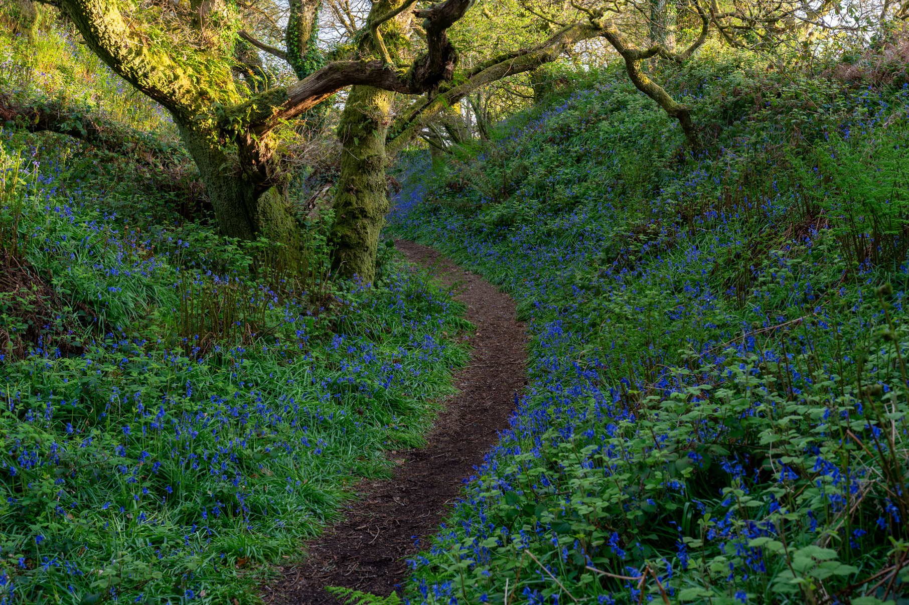 Dorset