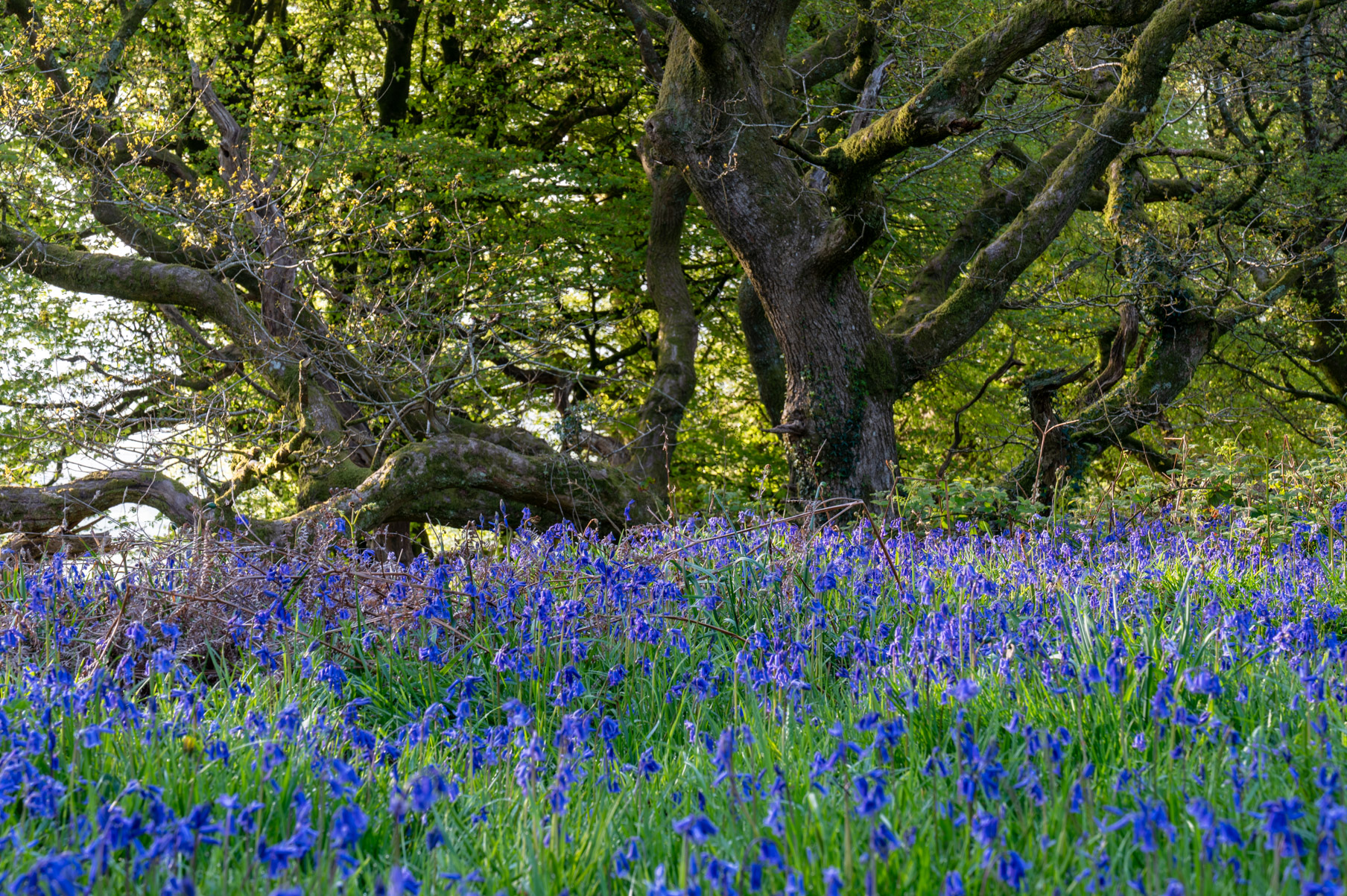 Dorset