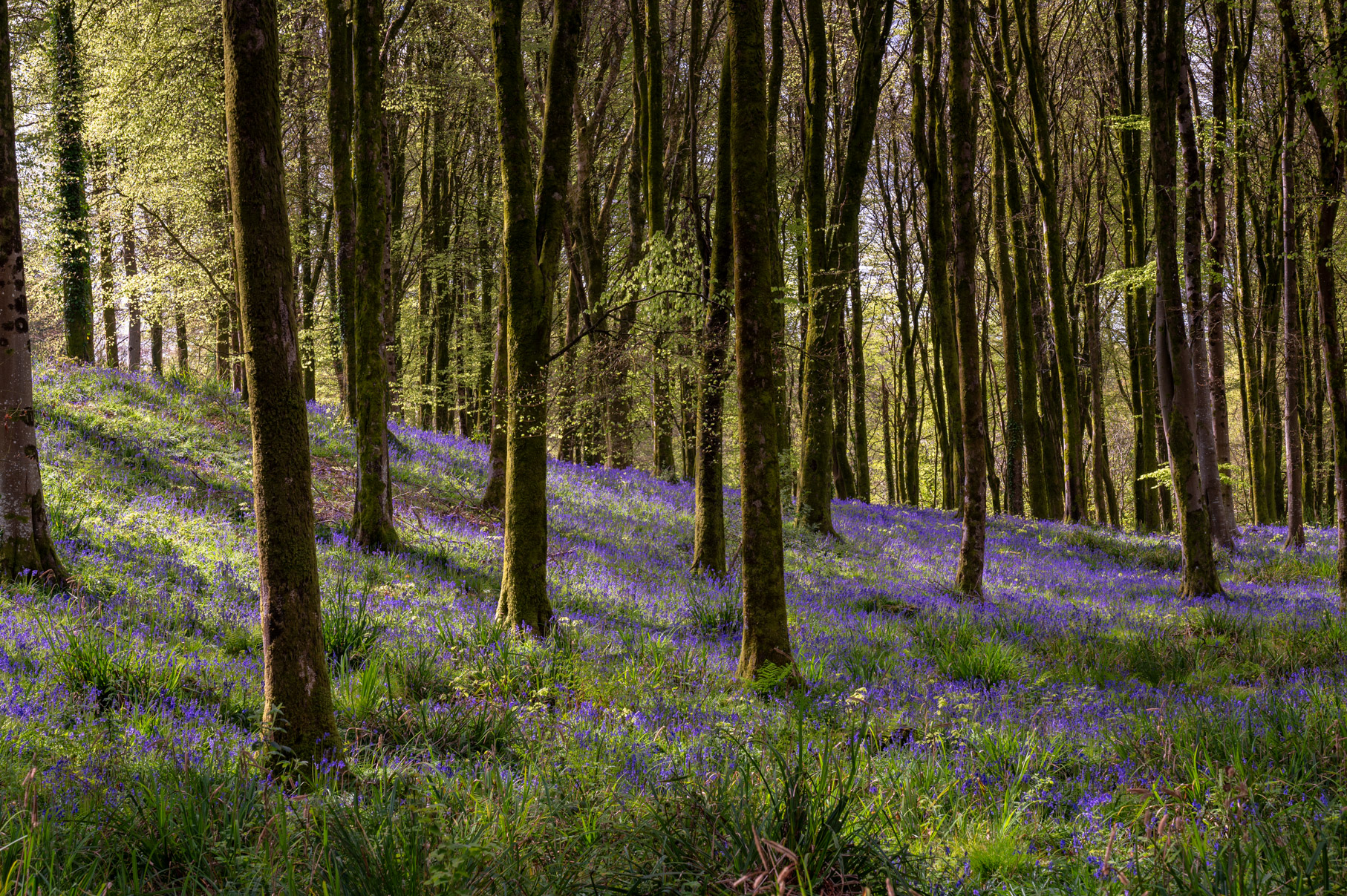 Dorset