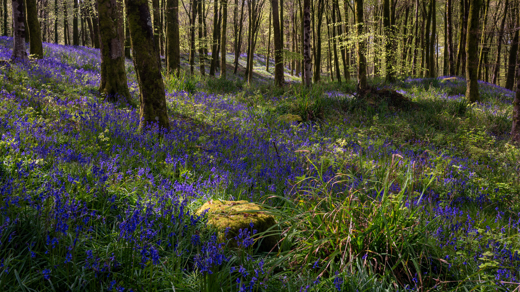 Dorset