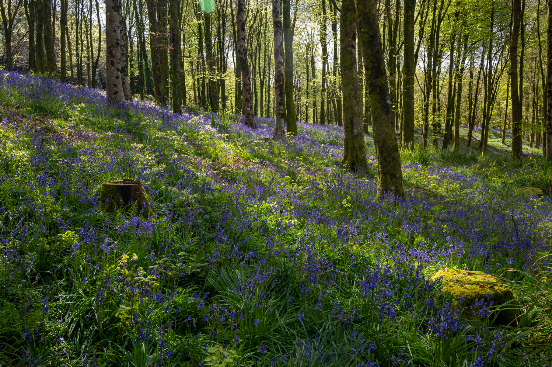 Dorset