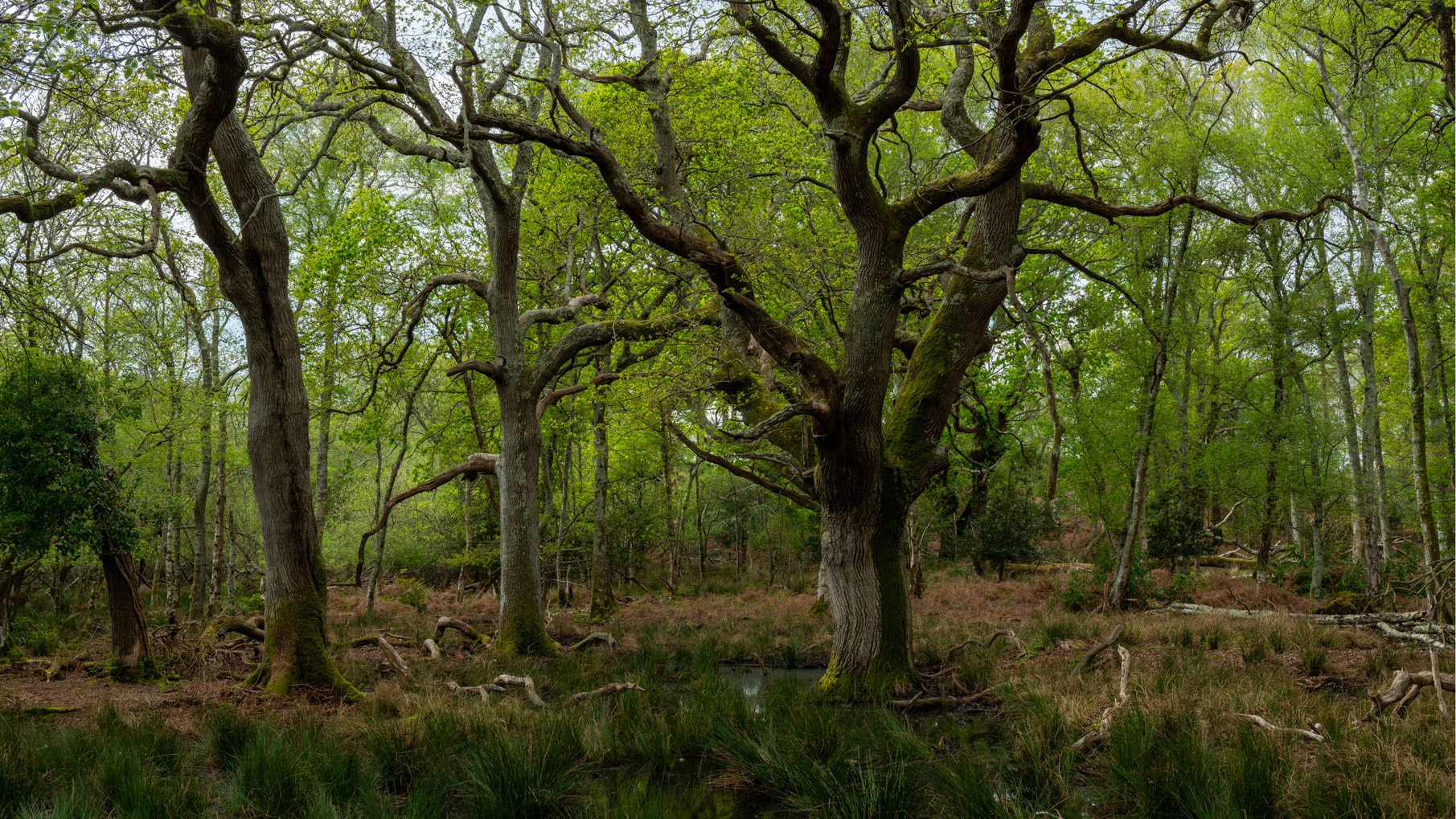 Dorset