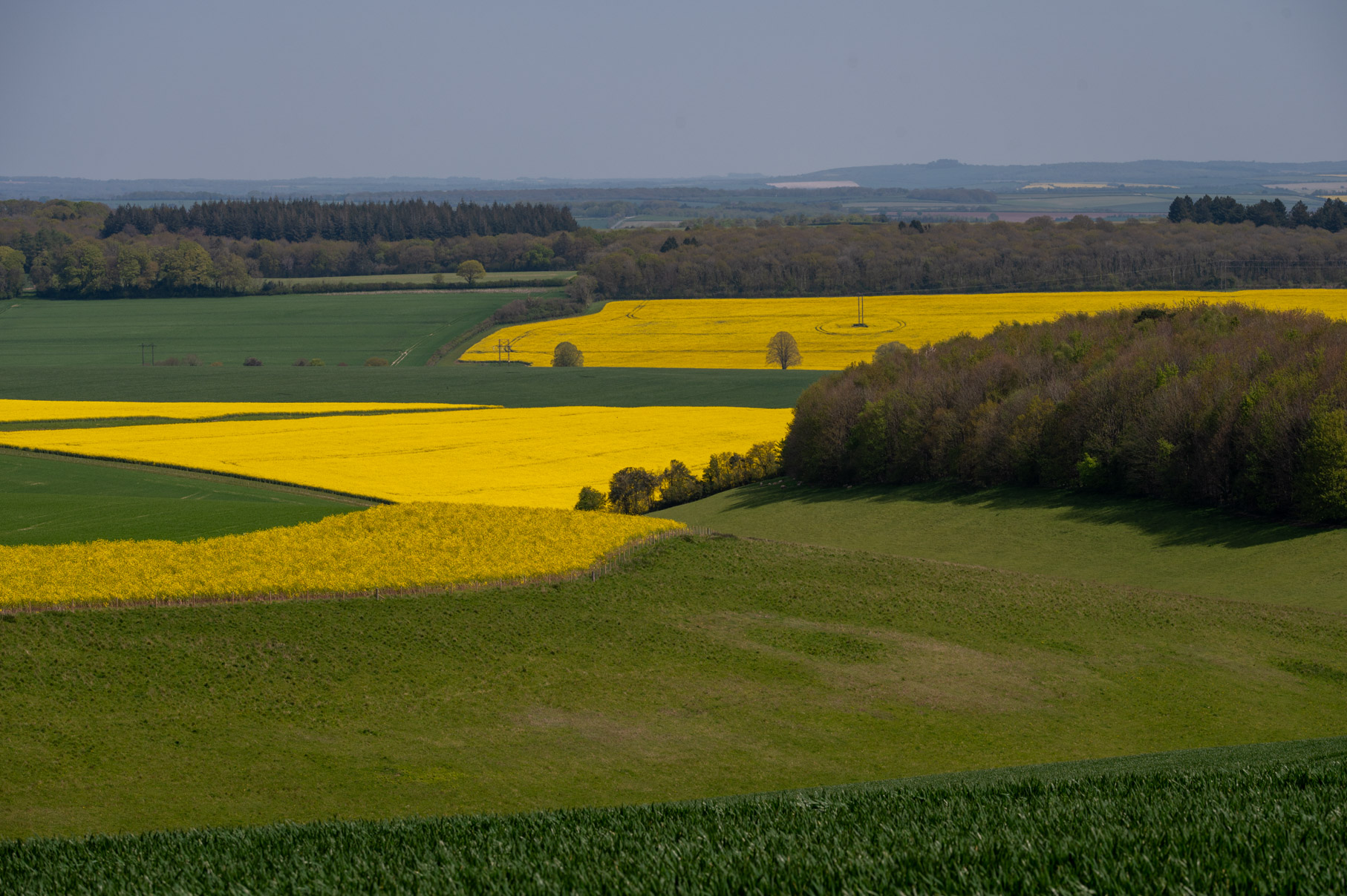Dorset