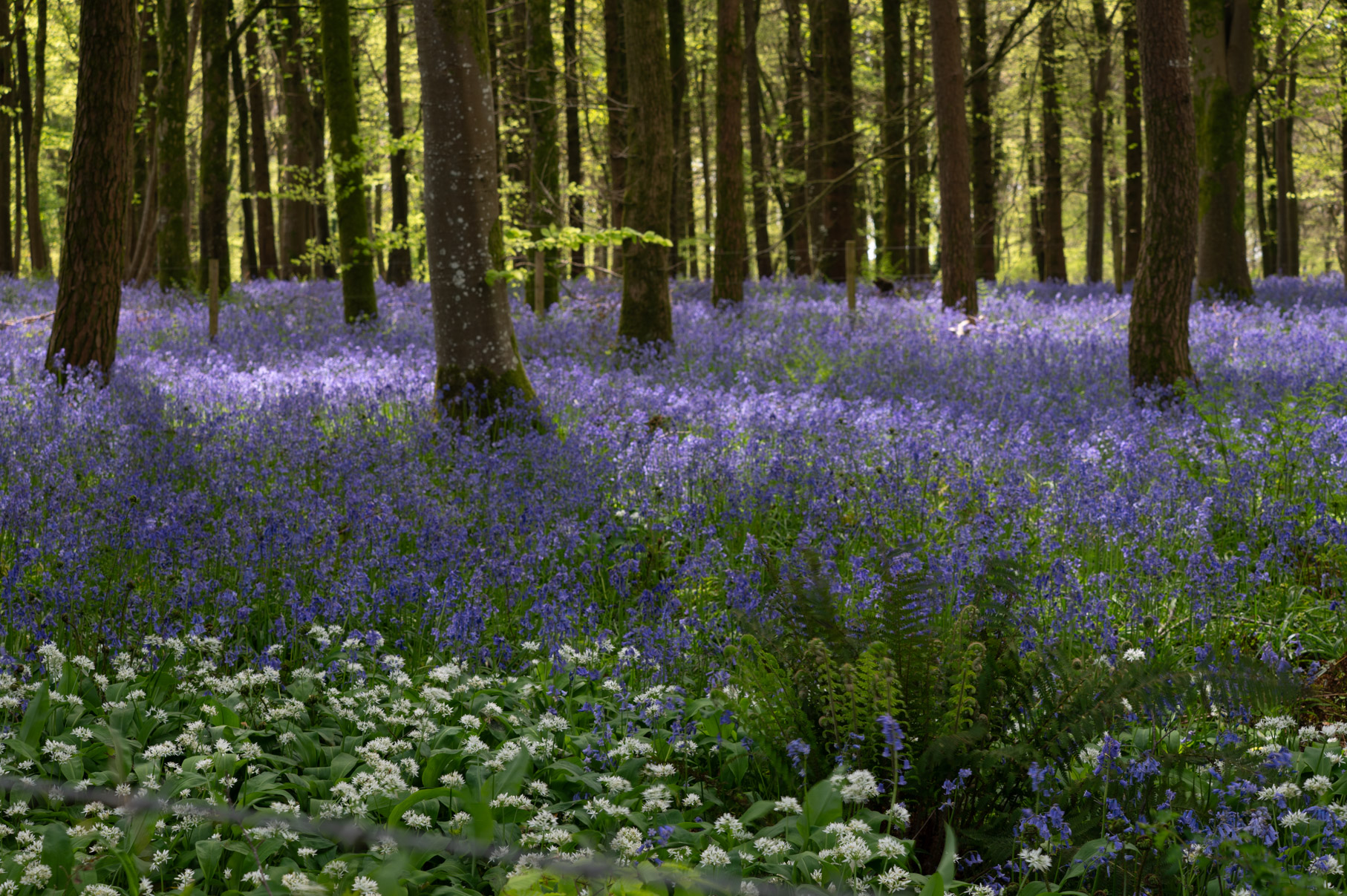 Dorset