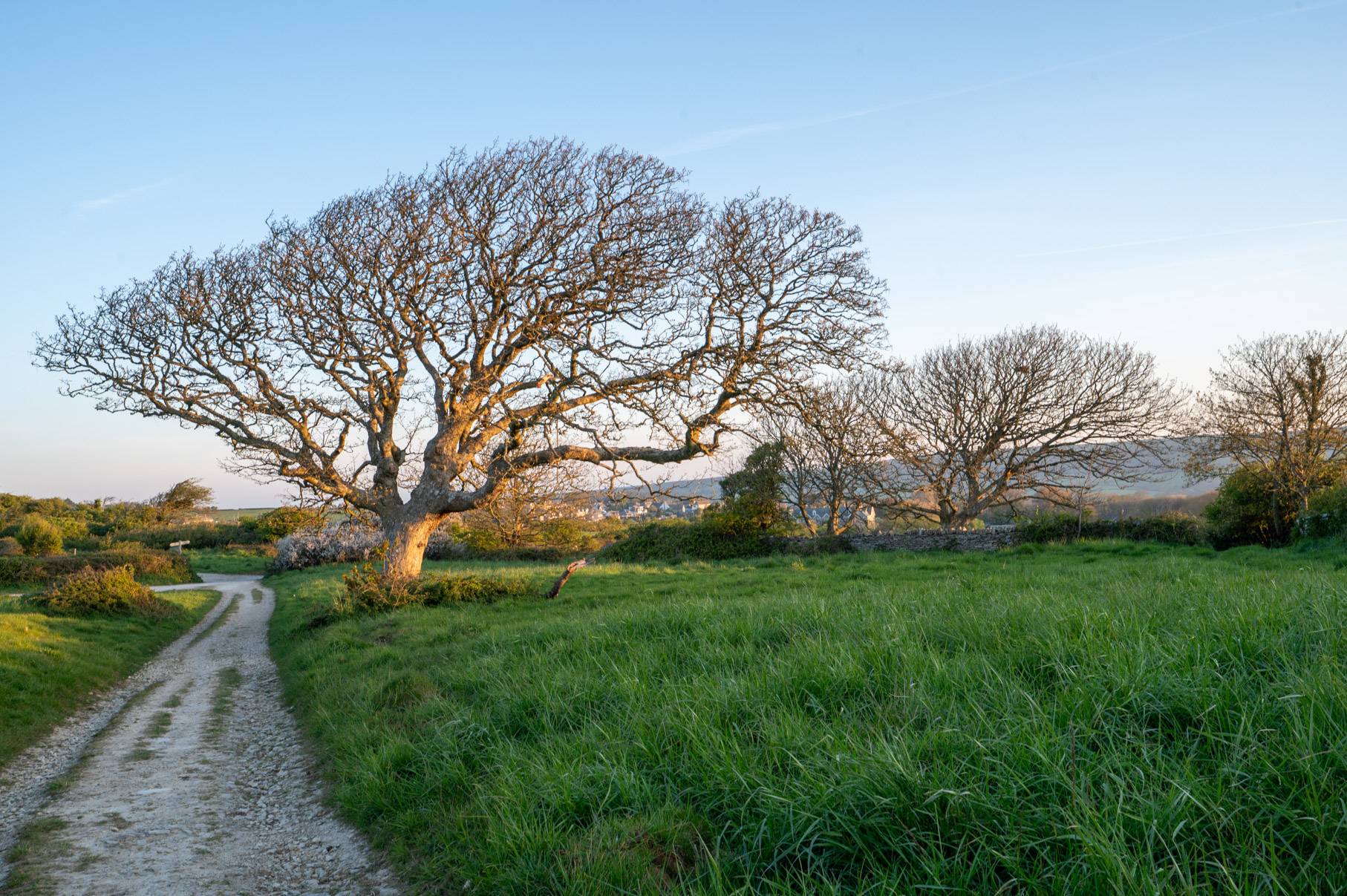 Dorset