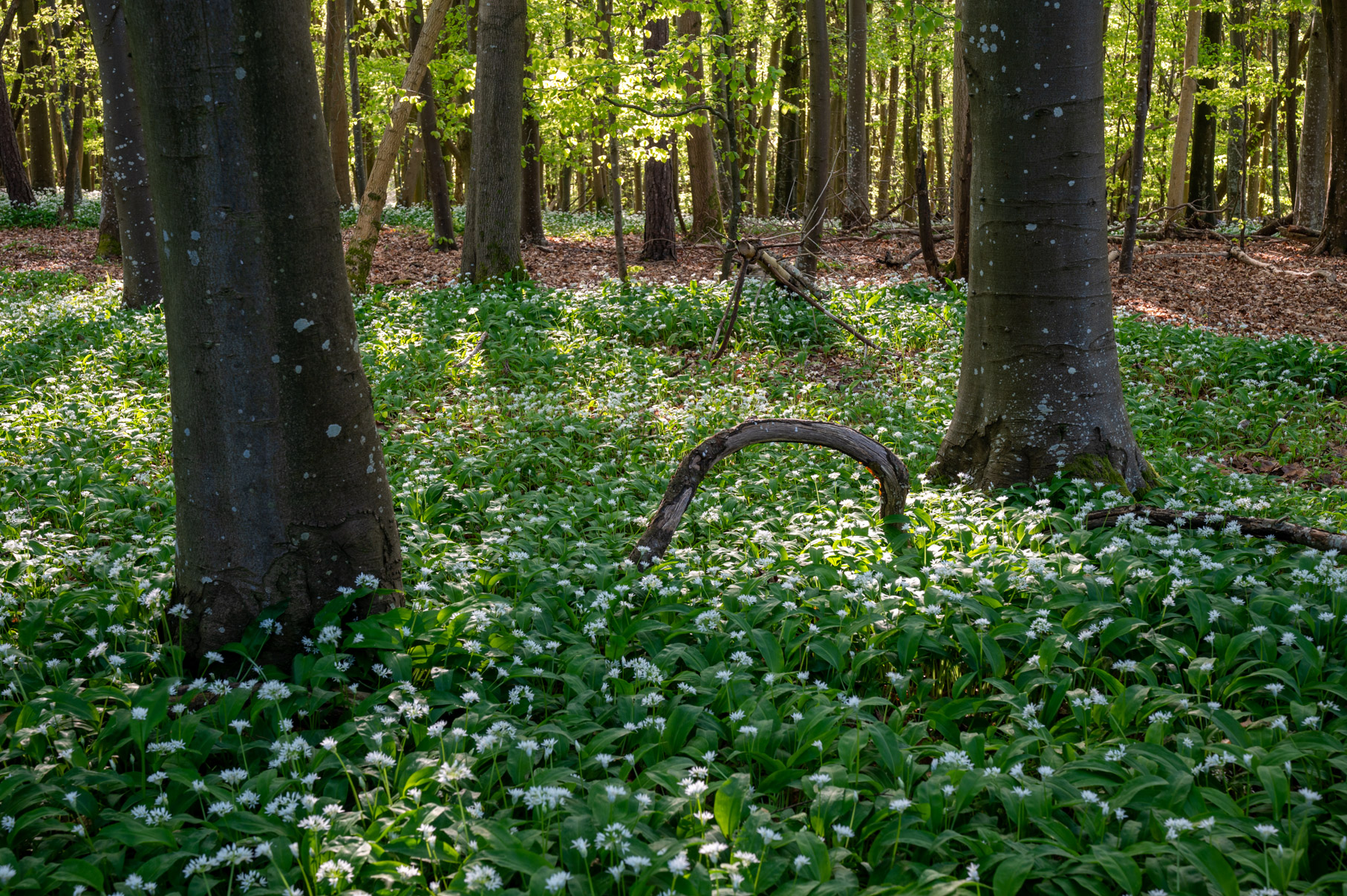 Dorset