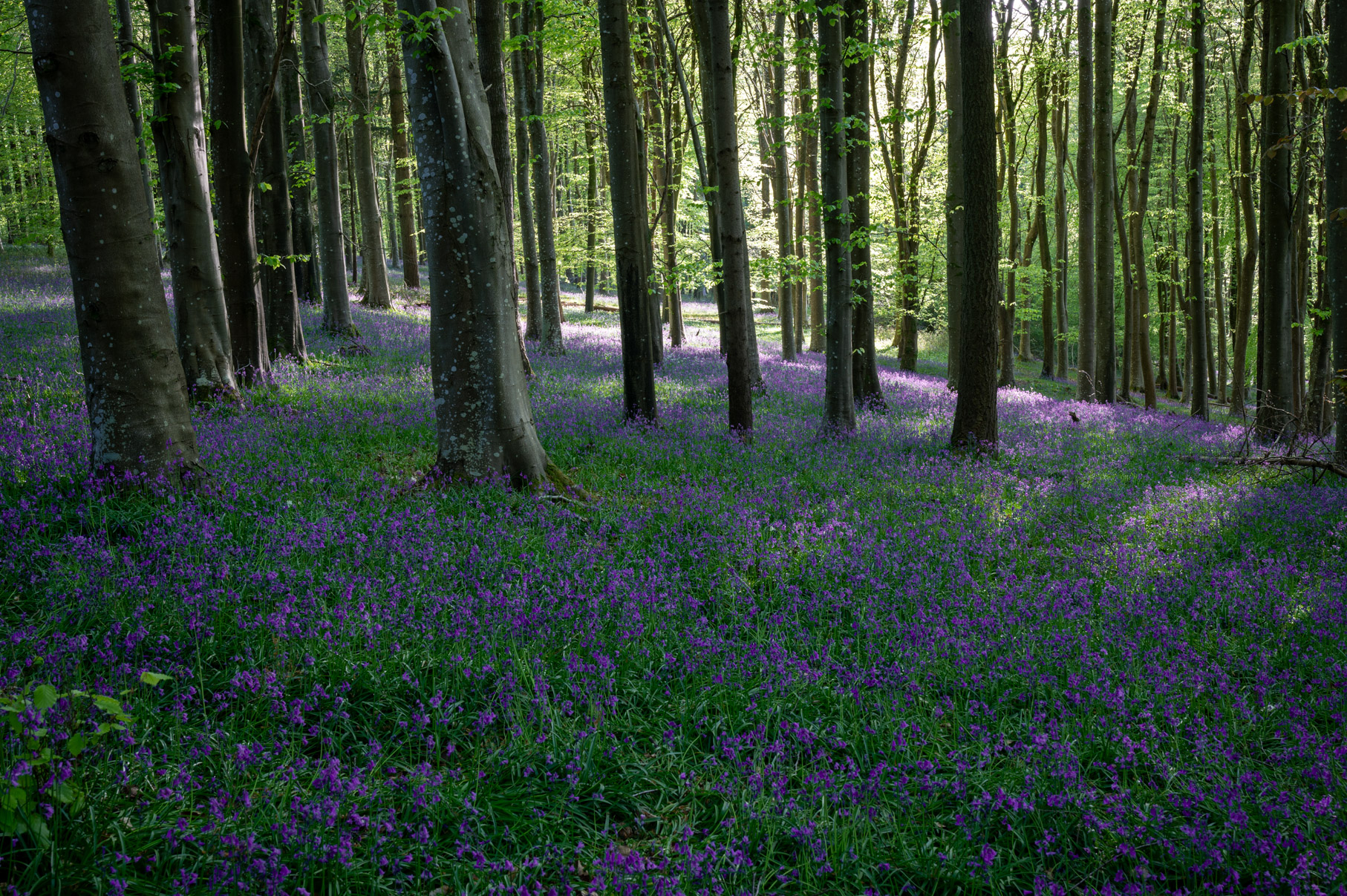 Dorset