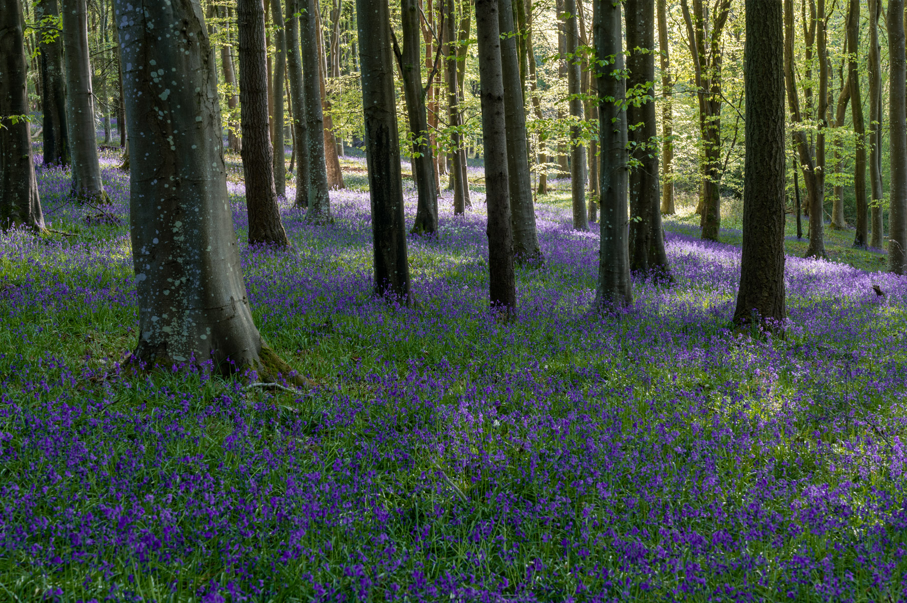 Dorset