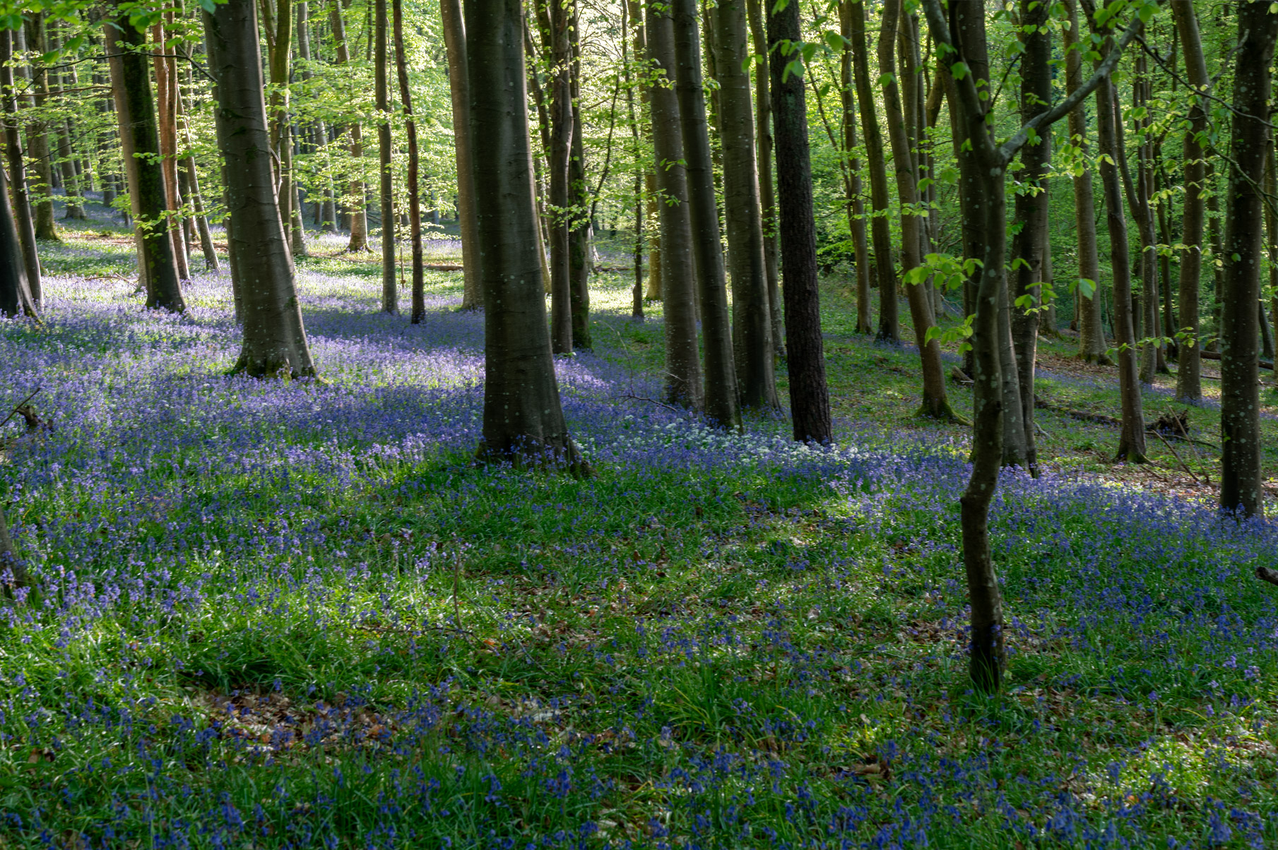 Dorset