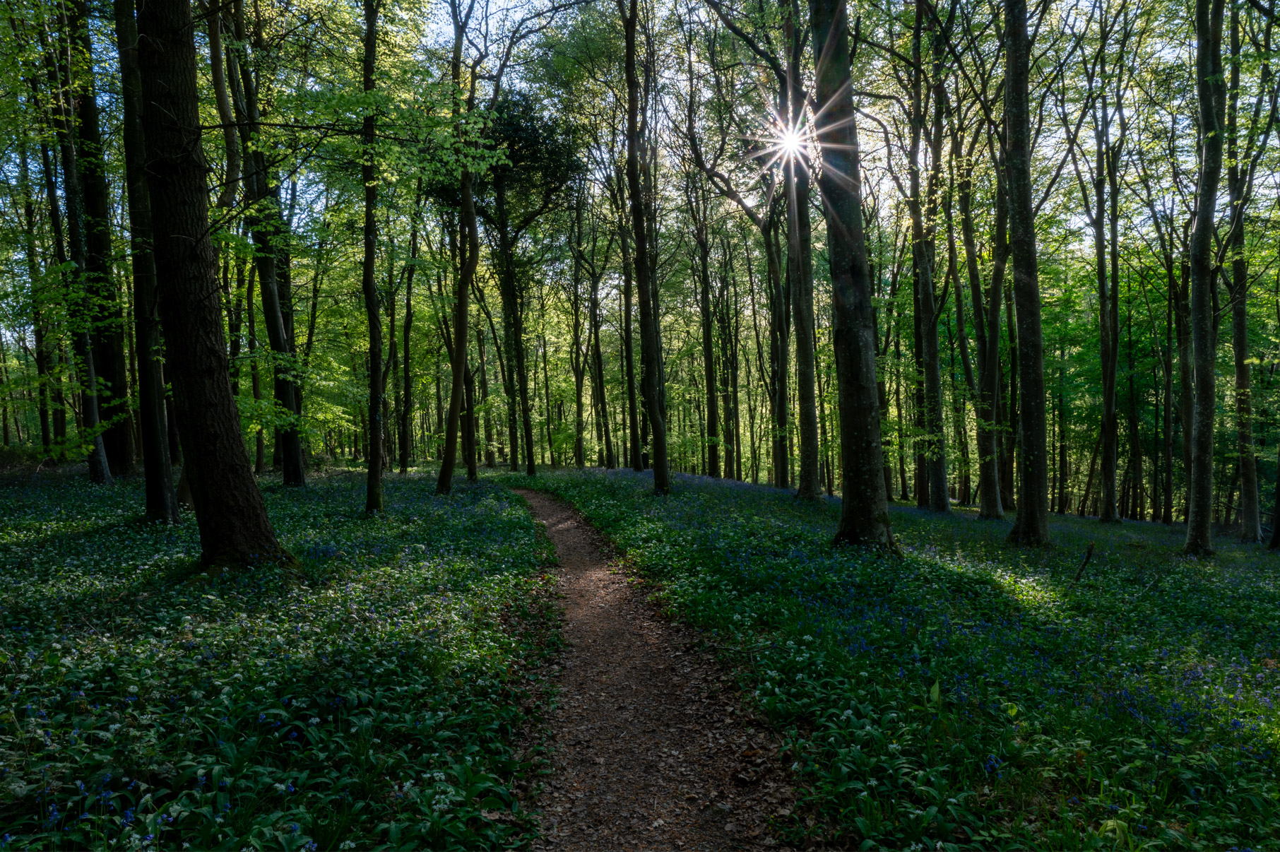 Dorset
