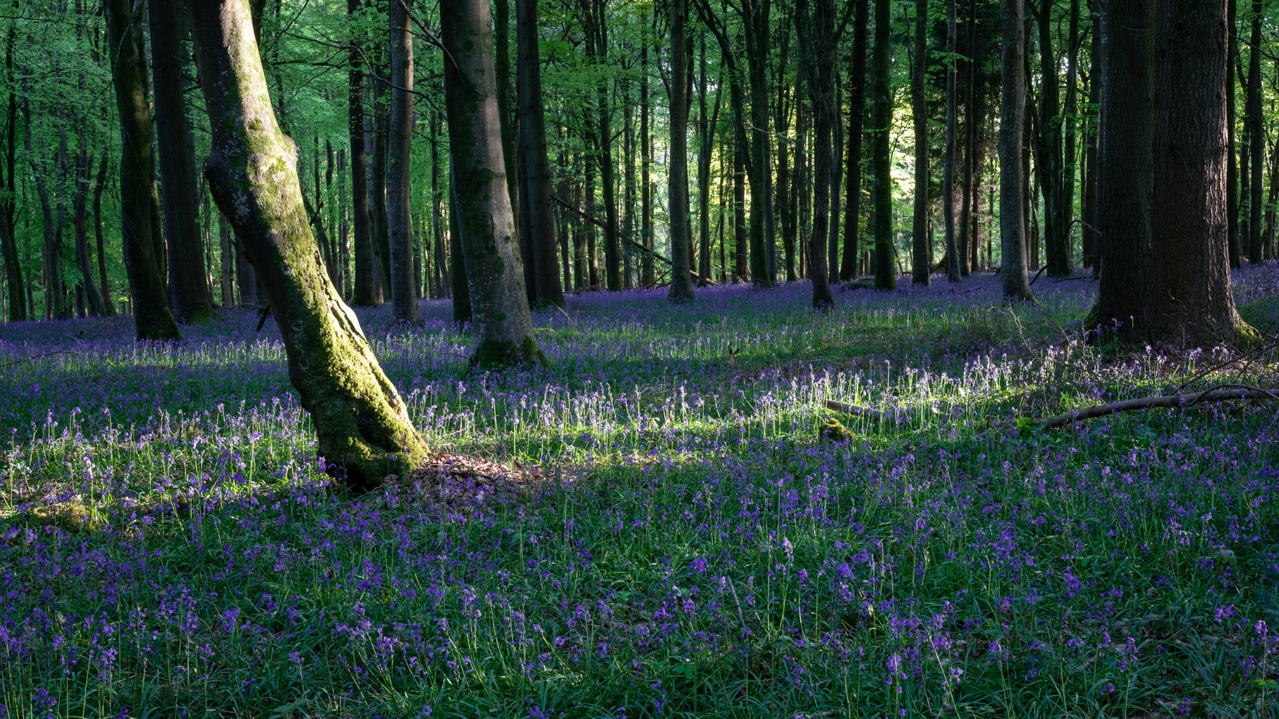 Dorset