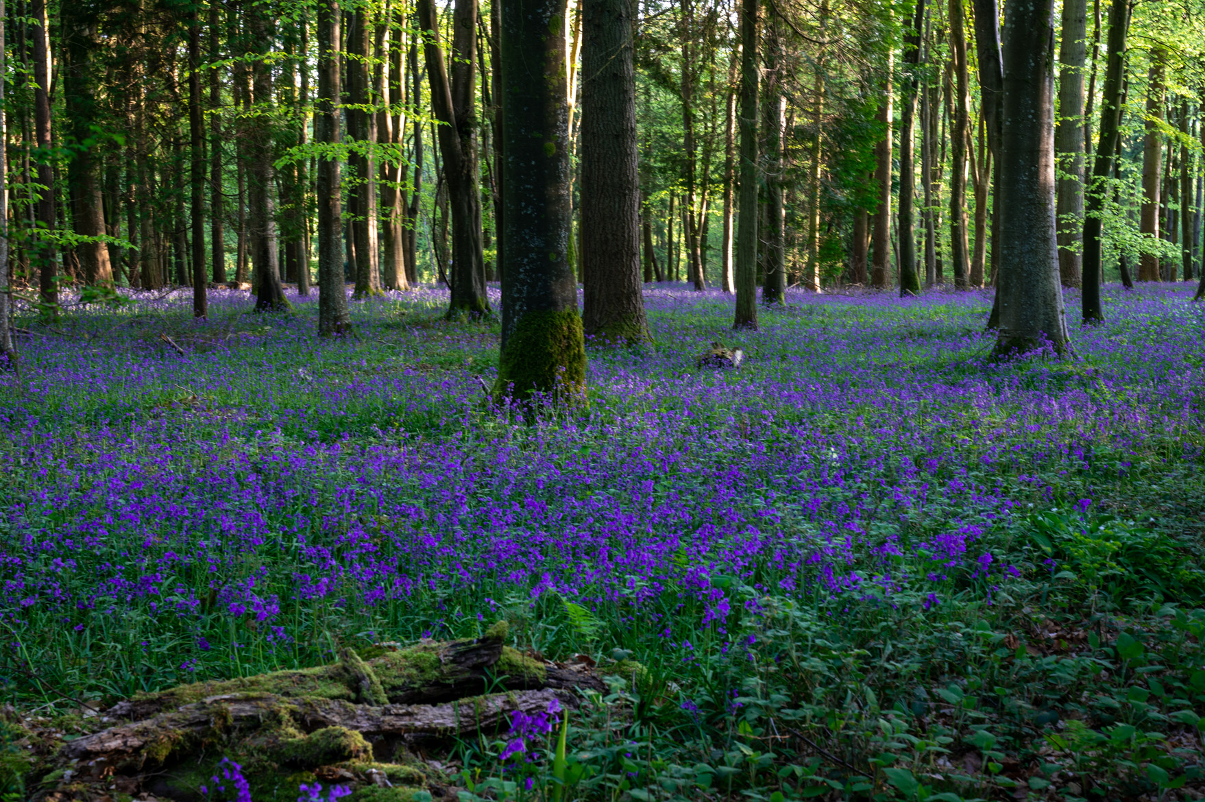 Dorset