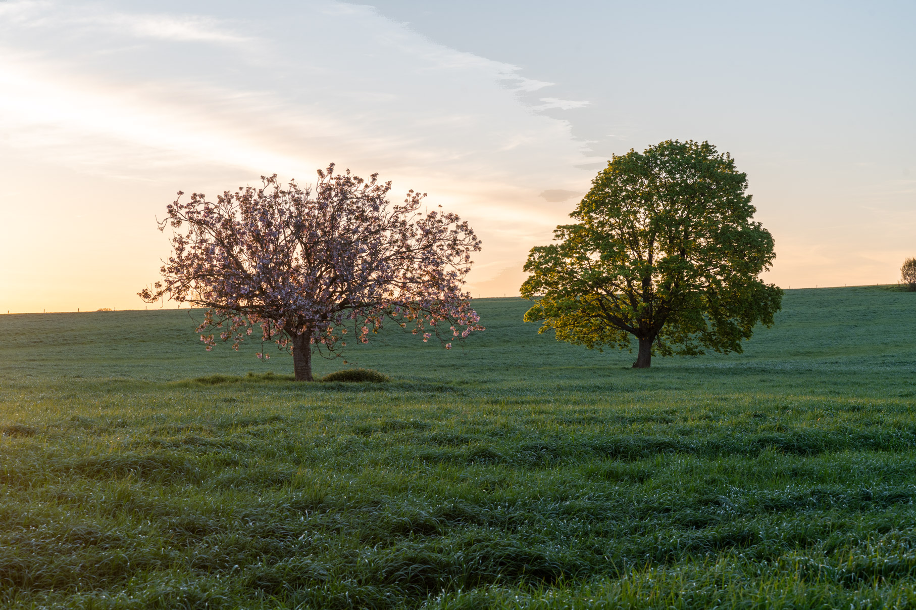 Dorset