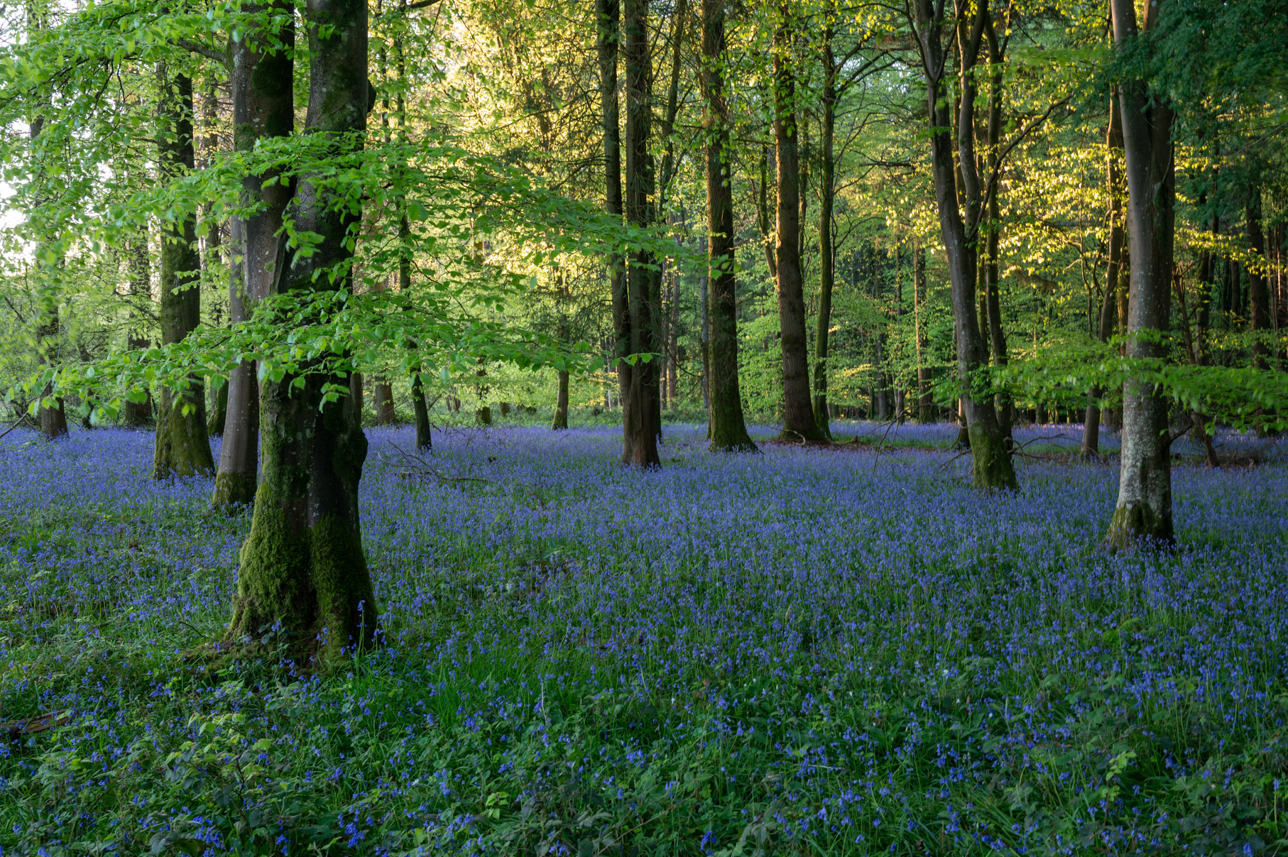 Dorset
