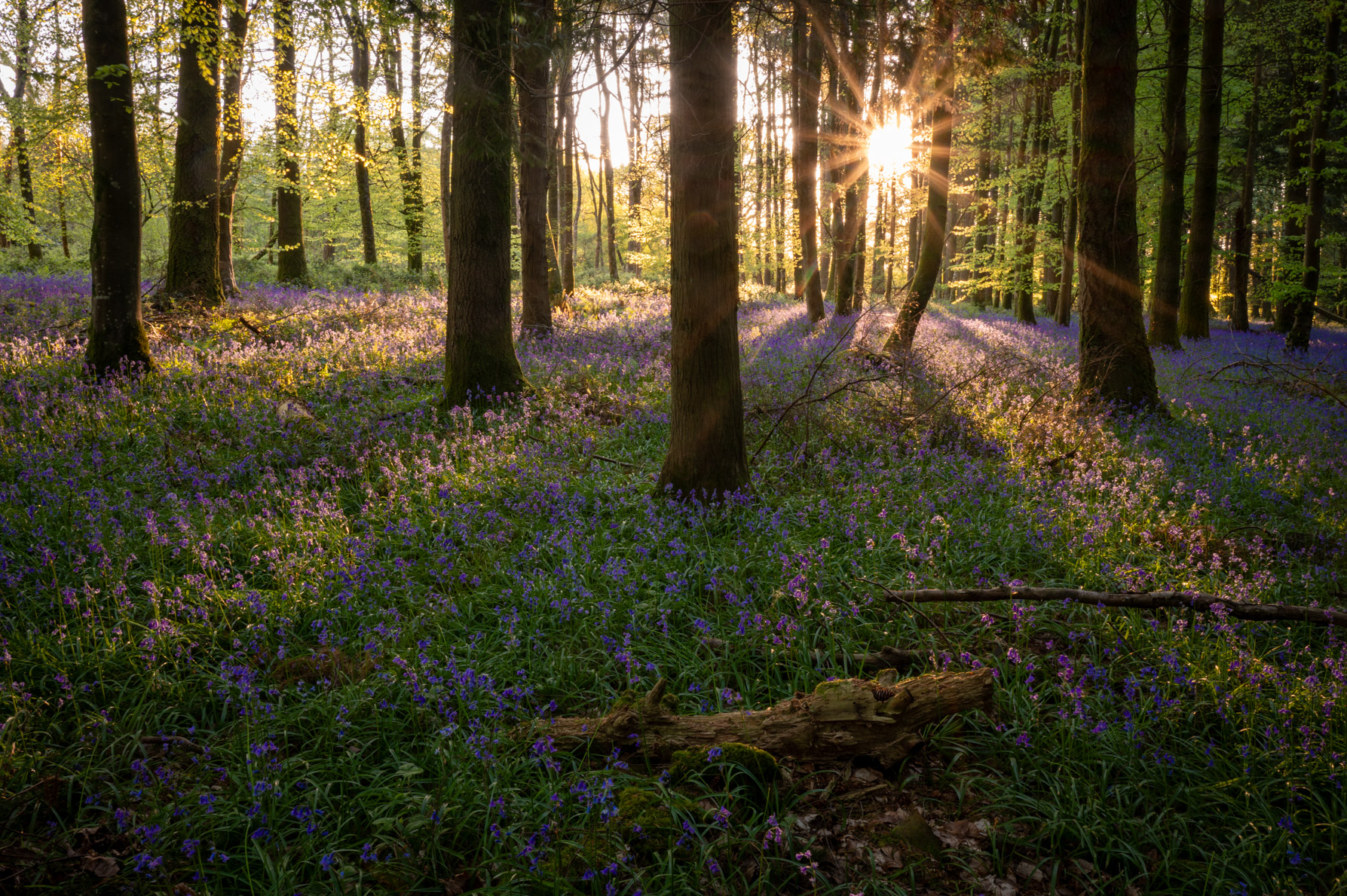 Dorset