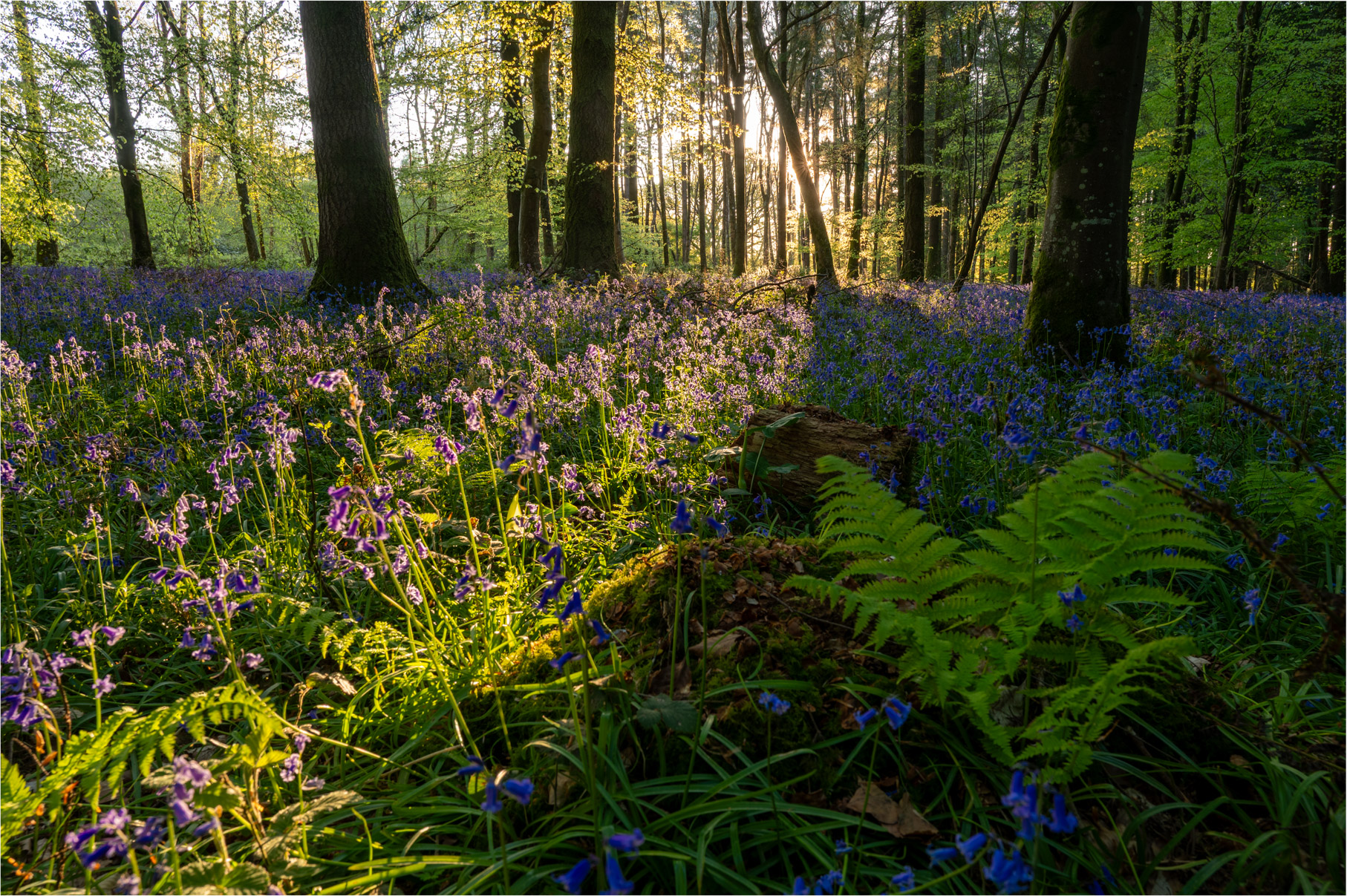Dorset