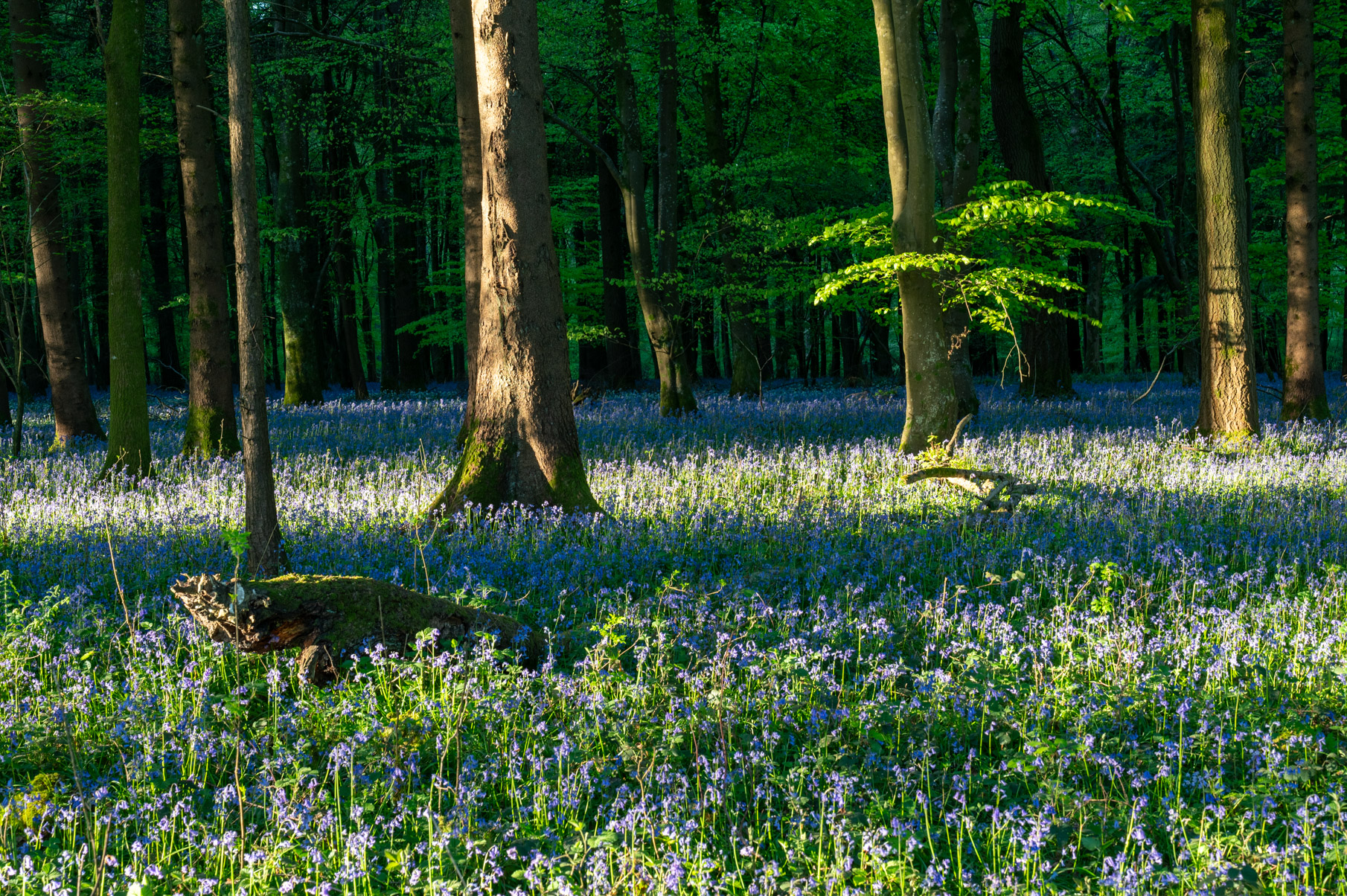 Dorset