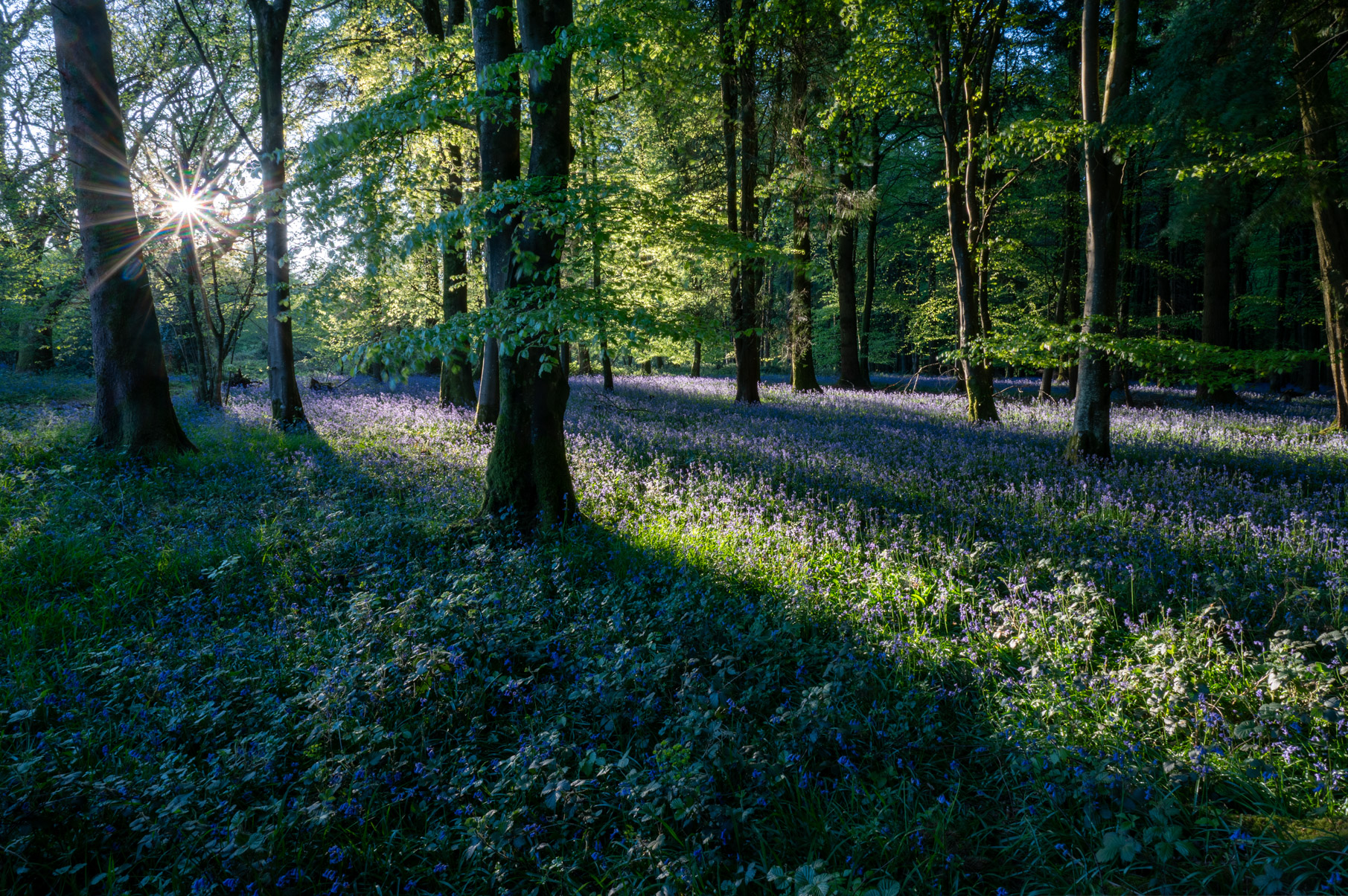 Dorset