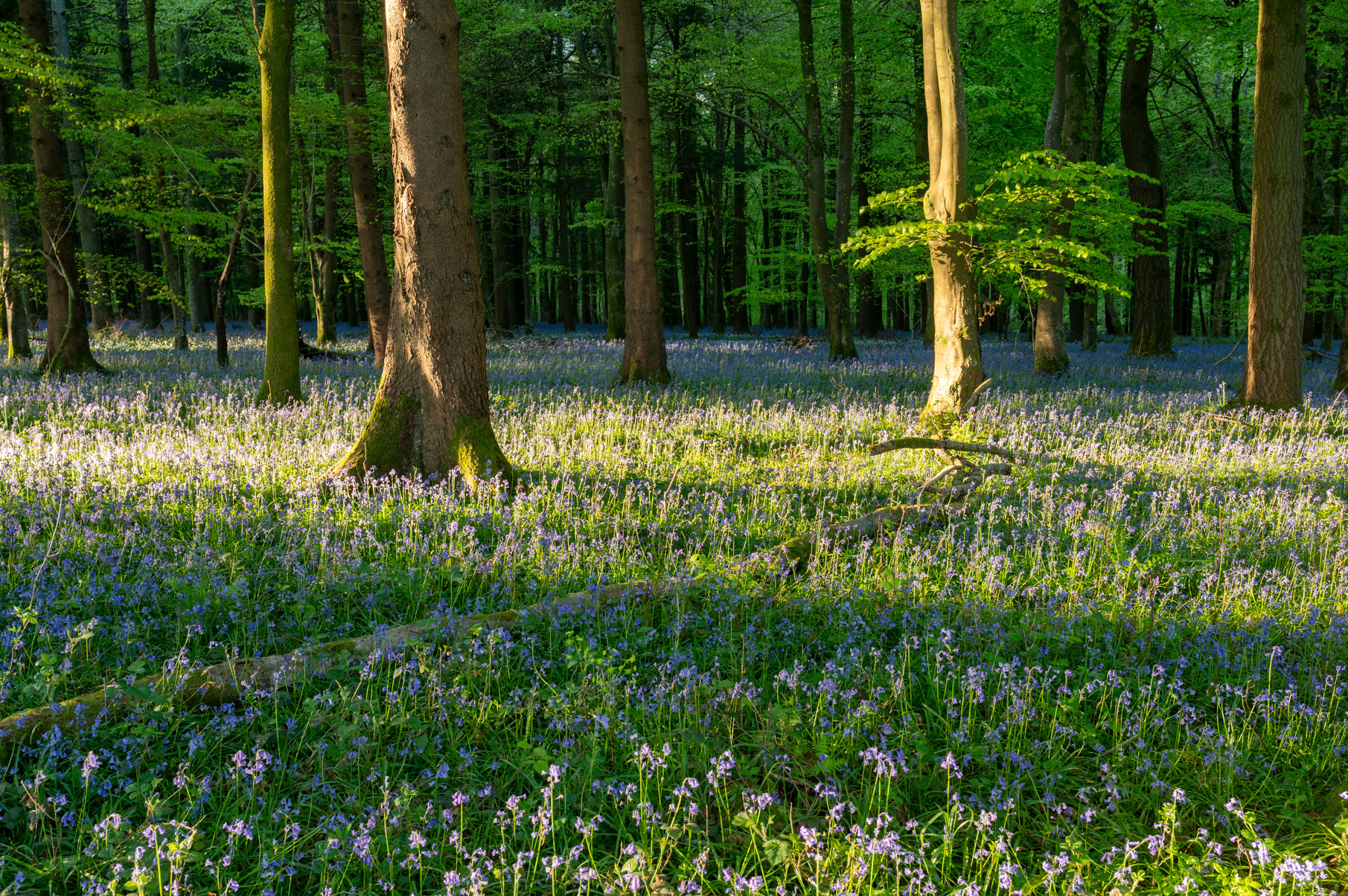 Dorset
