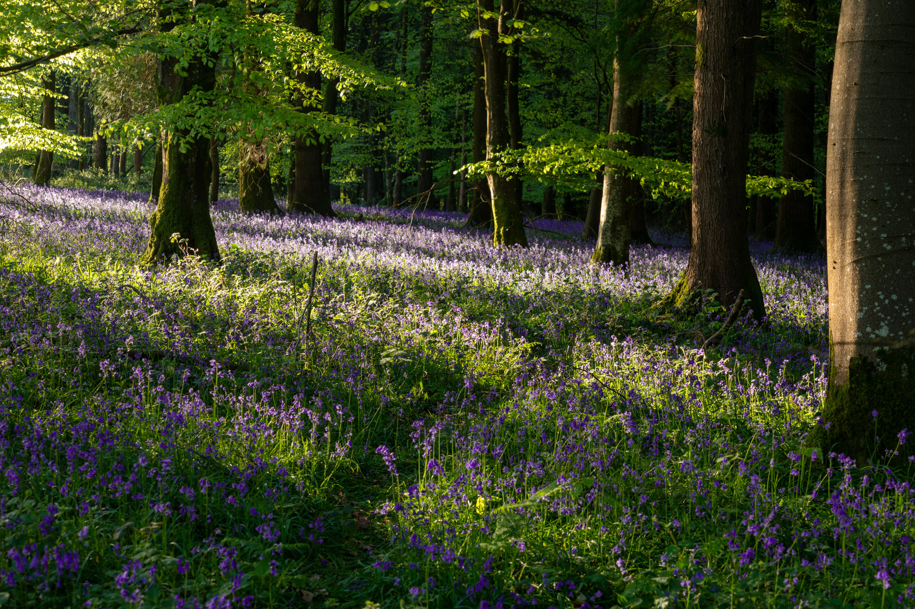 Dorset