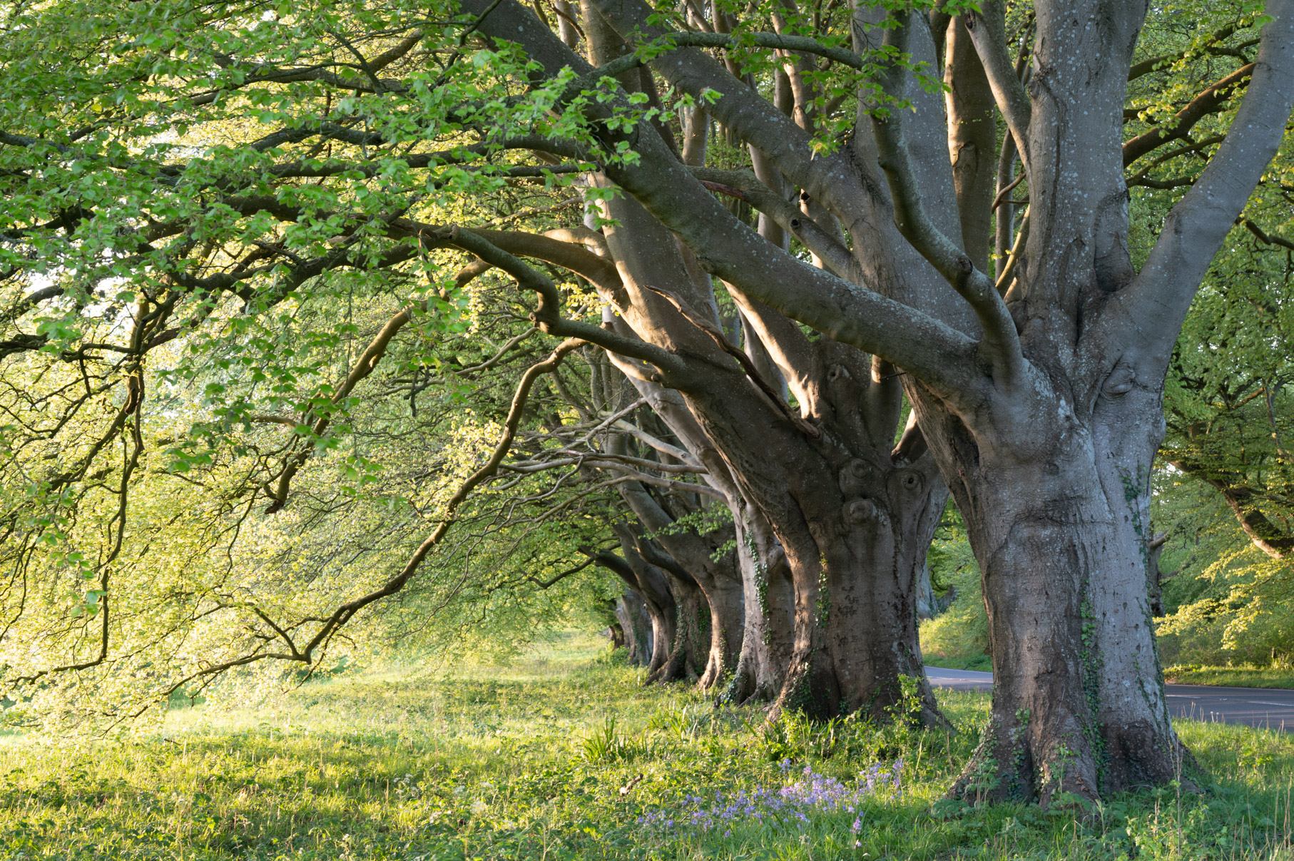 Dorset