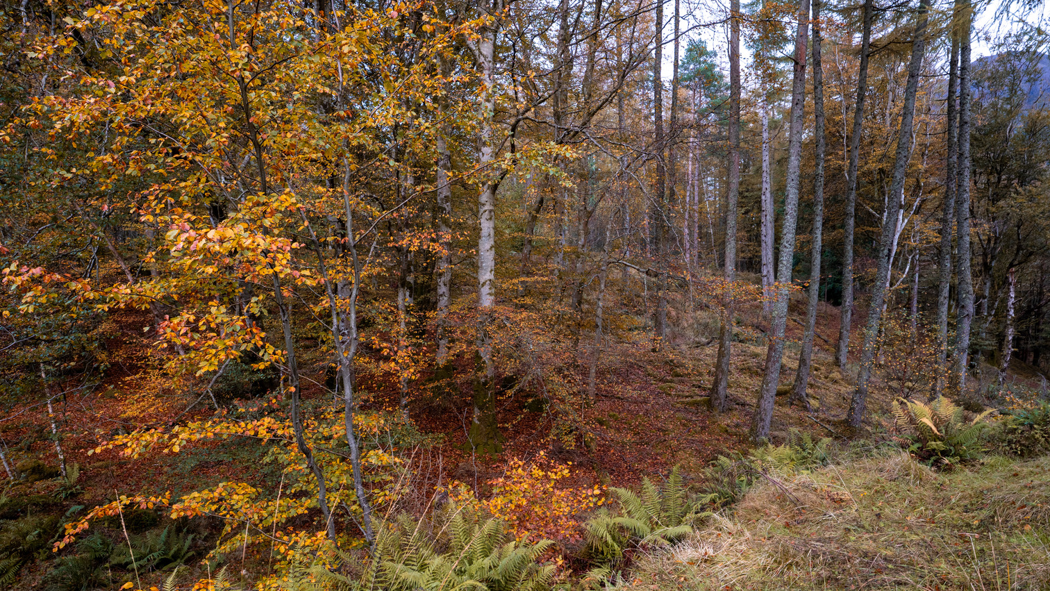 Scotland