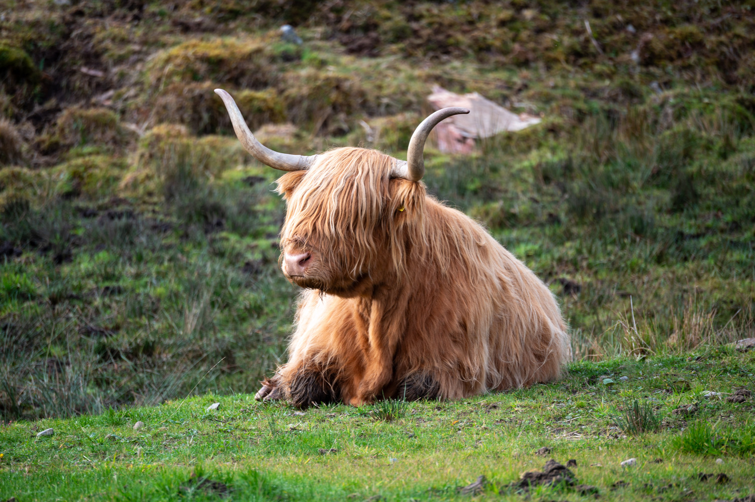 Scotland