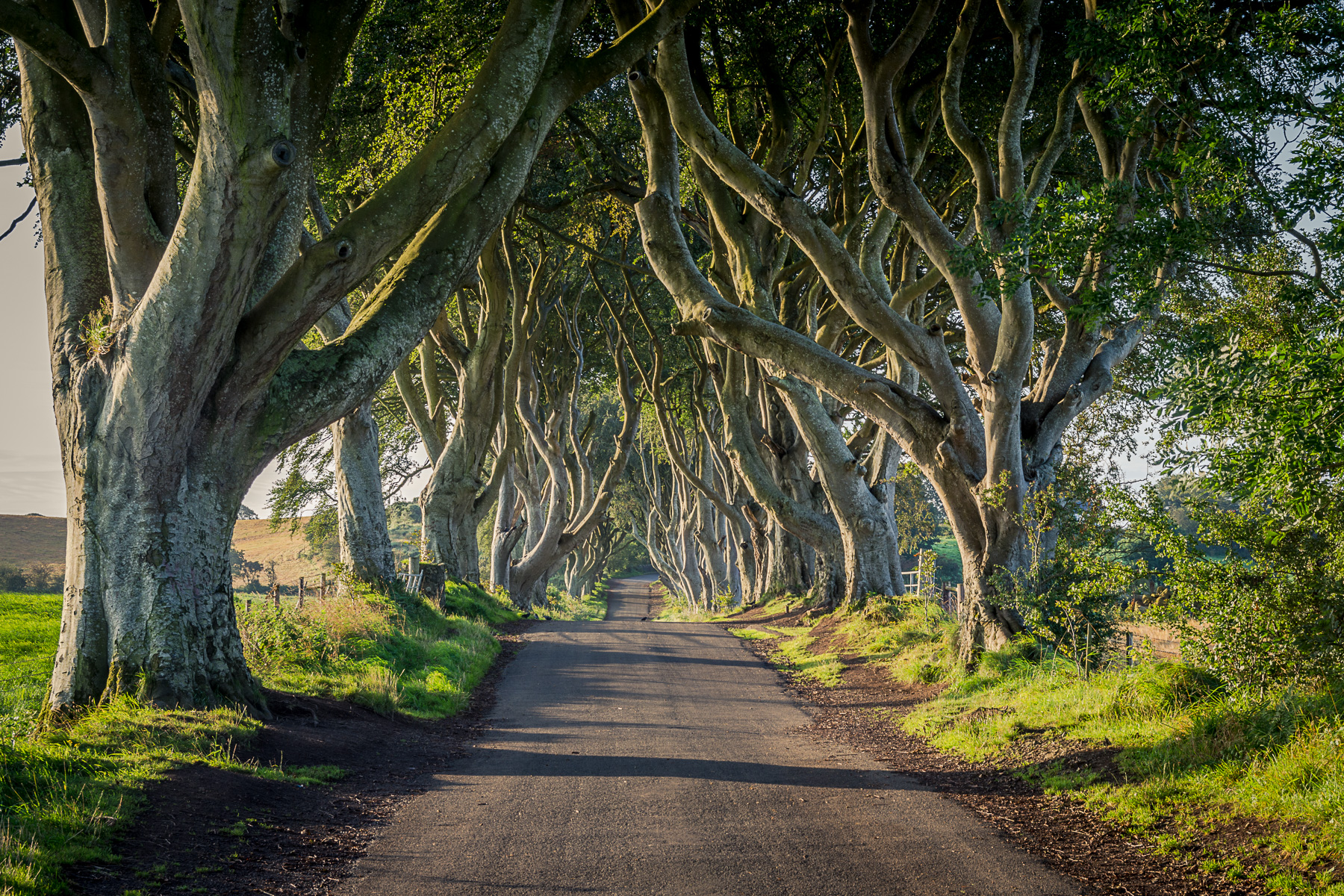 The Dark Hedges