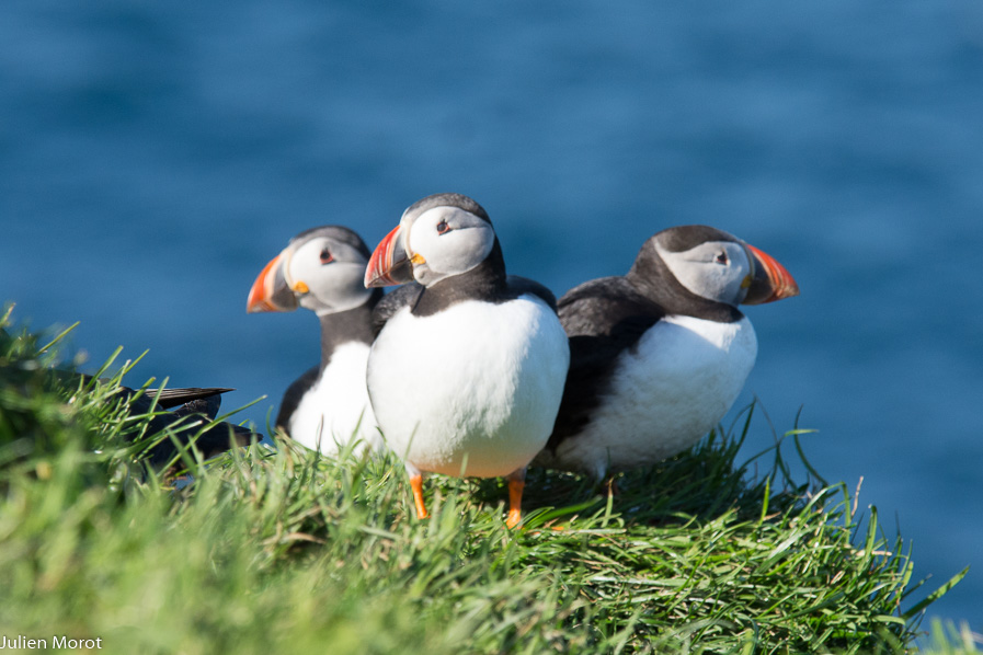 Puffins