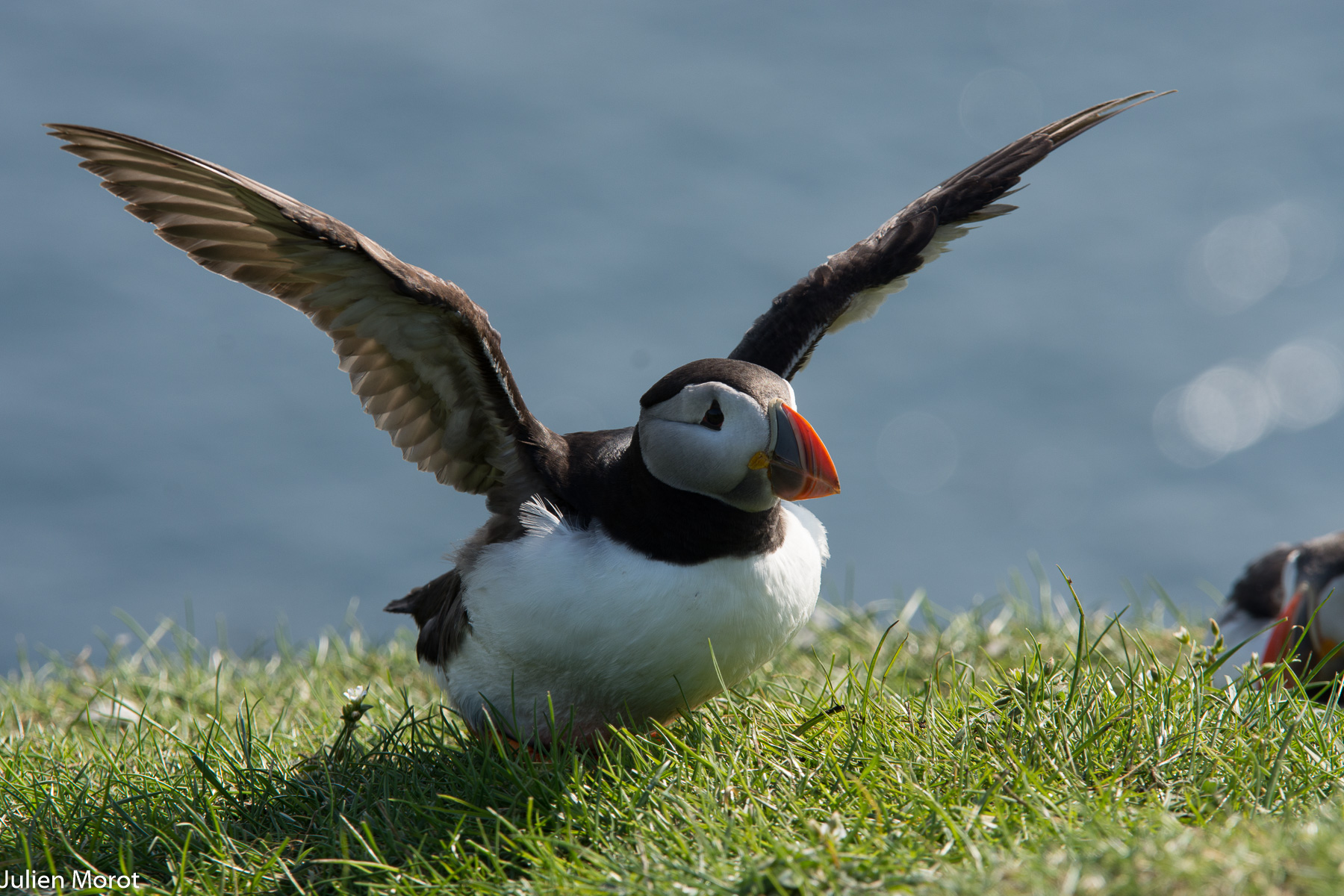Puffins
